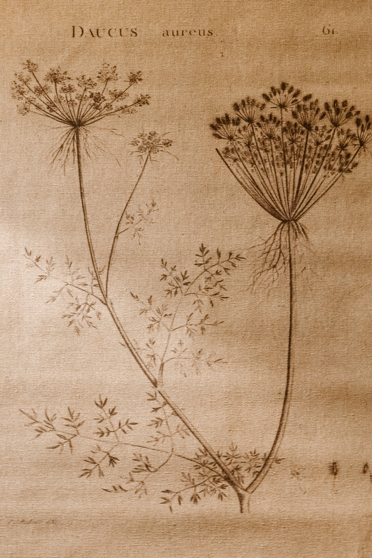 Aesthetic Light Brown Botanical Illustration