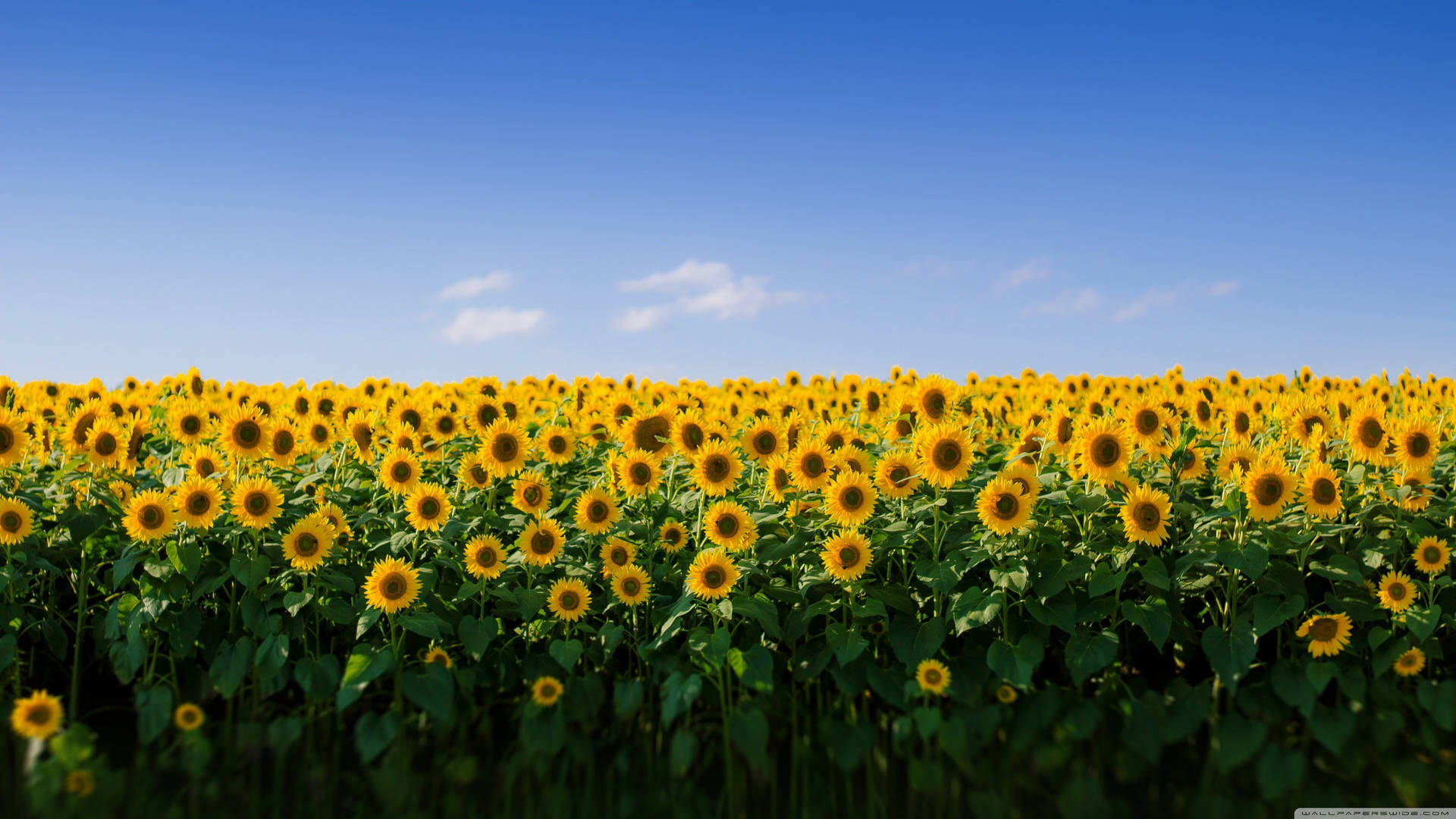 Aesthetic Macbook Sunflower Field Wallpaper