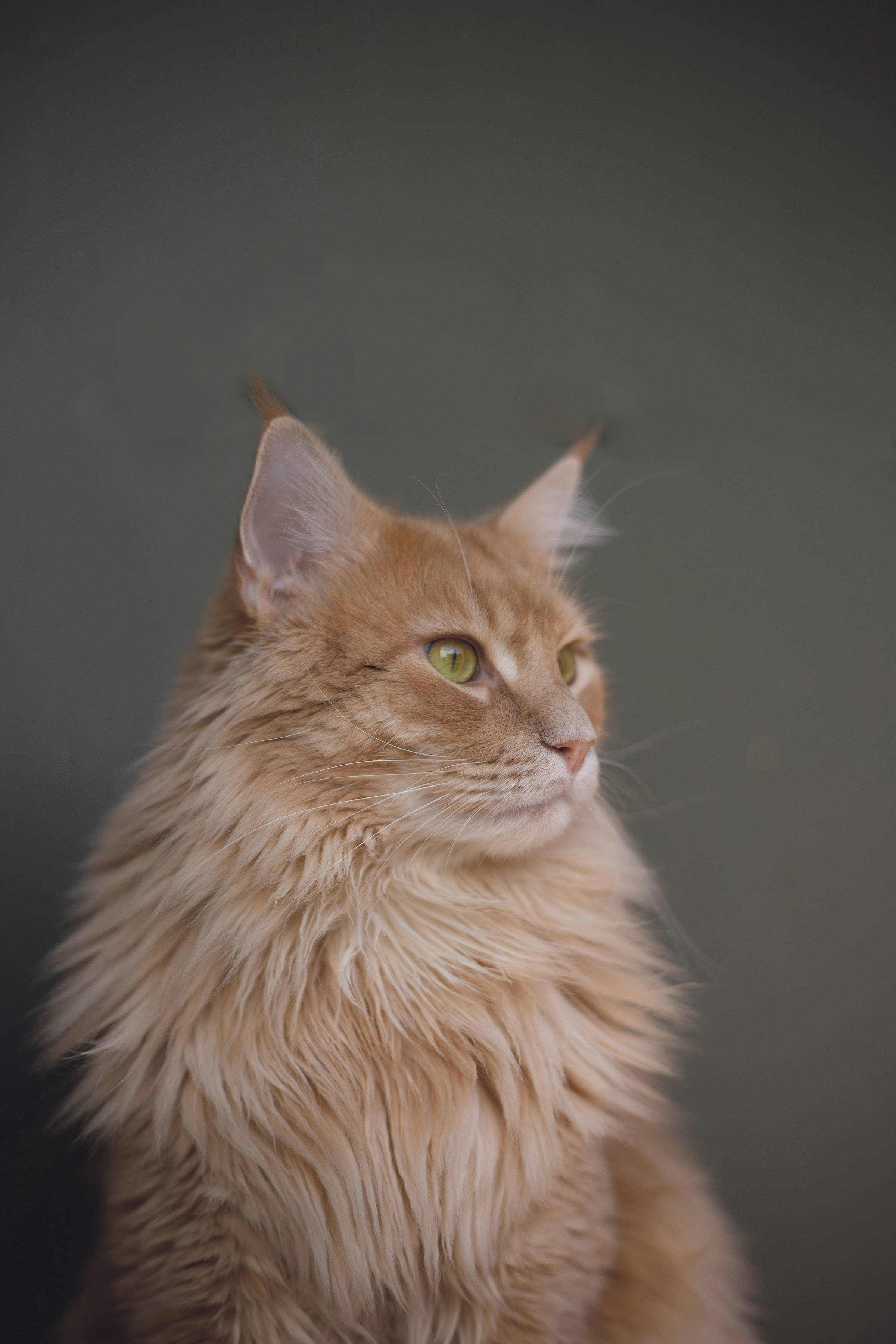 Majestic Maine Coon in Aesthetic Pose Wallpaper