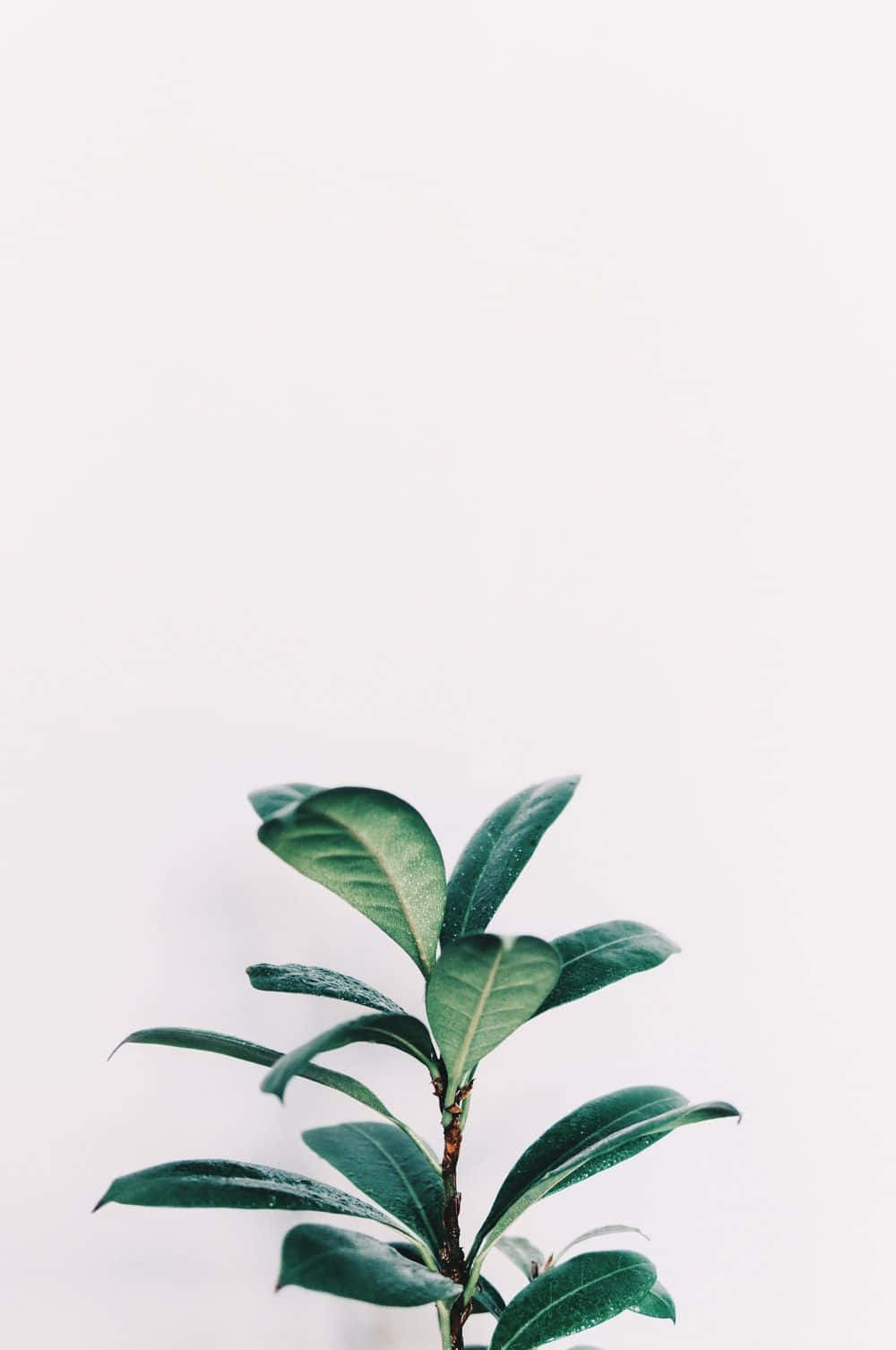 “Enjoy the minimalist aesthetic of an iPhone.” Wallpaper