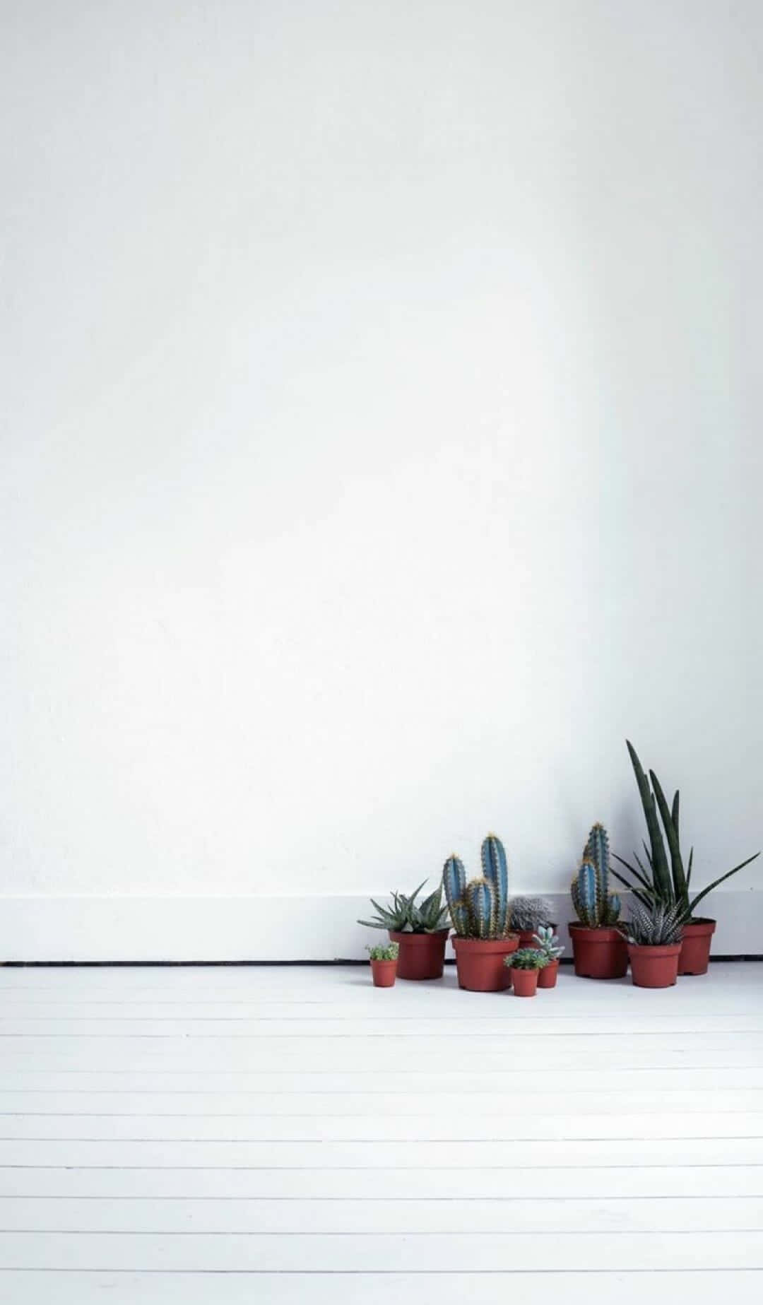Kaktusser planter på et hvidt gulv Wallpaper