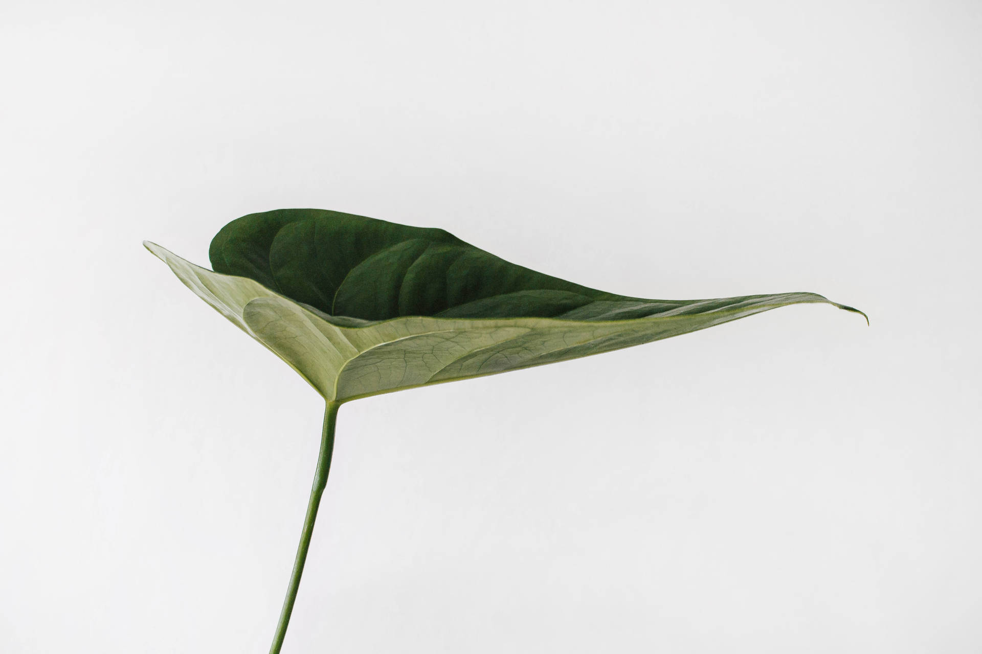 Aesthetic Minimalist Leaf Background