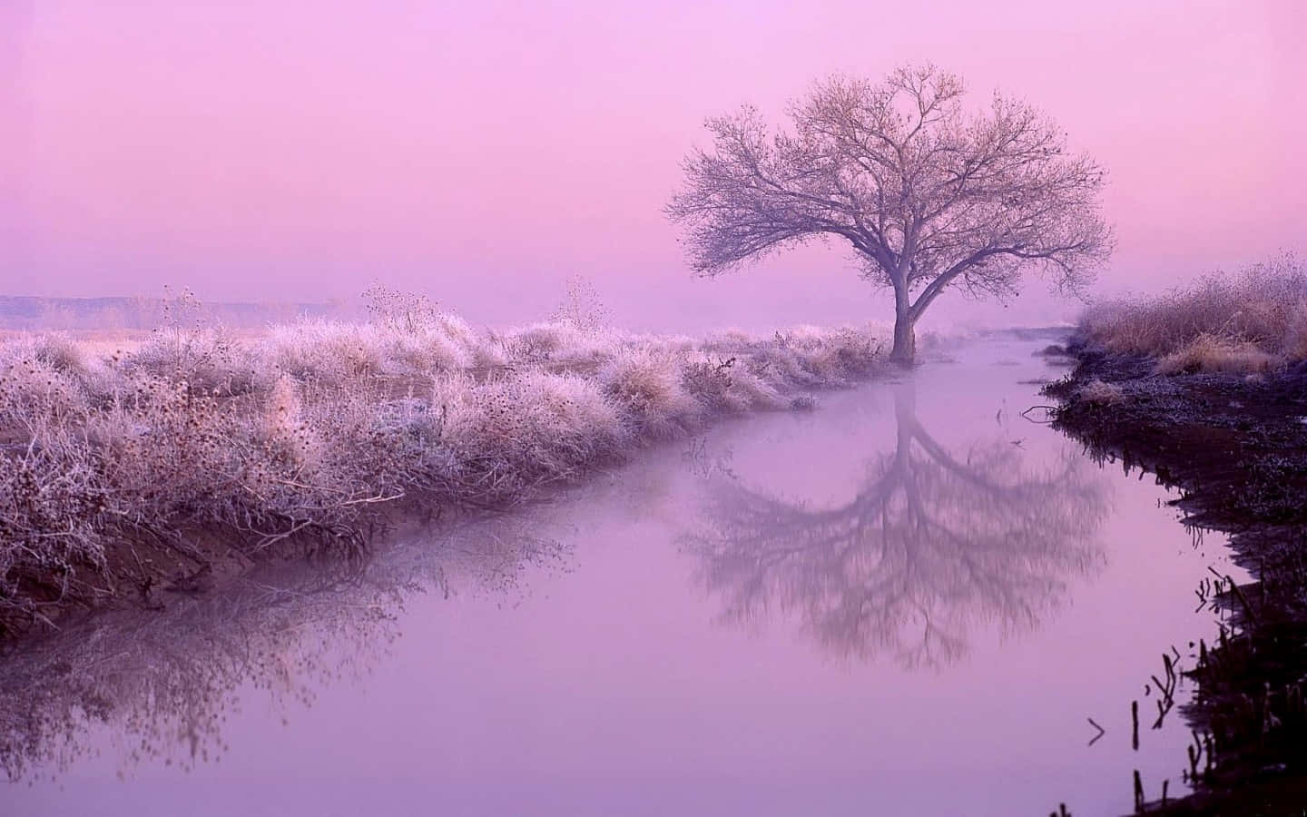 A Lone Tree In A Field With A Pink Sky Wallpaper