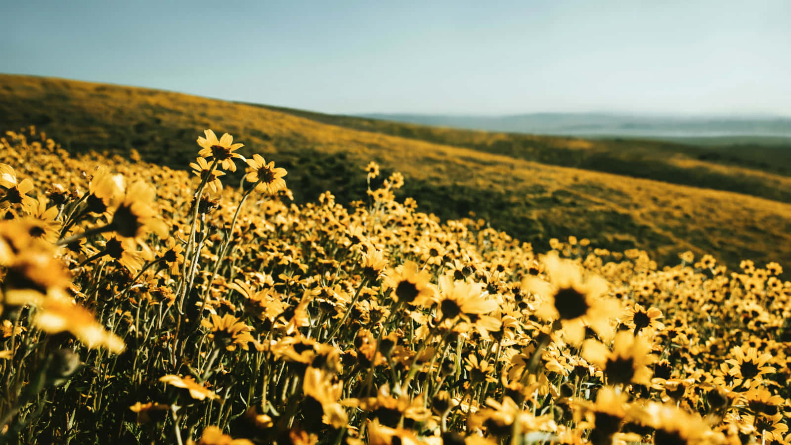 A Field Of Sunflowers In The Middle Of A Hill Wallpaper