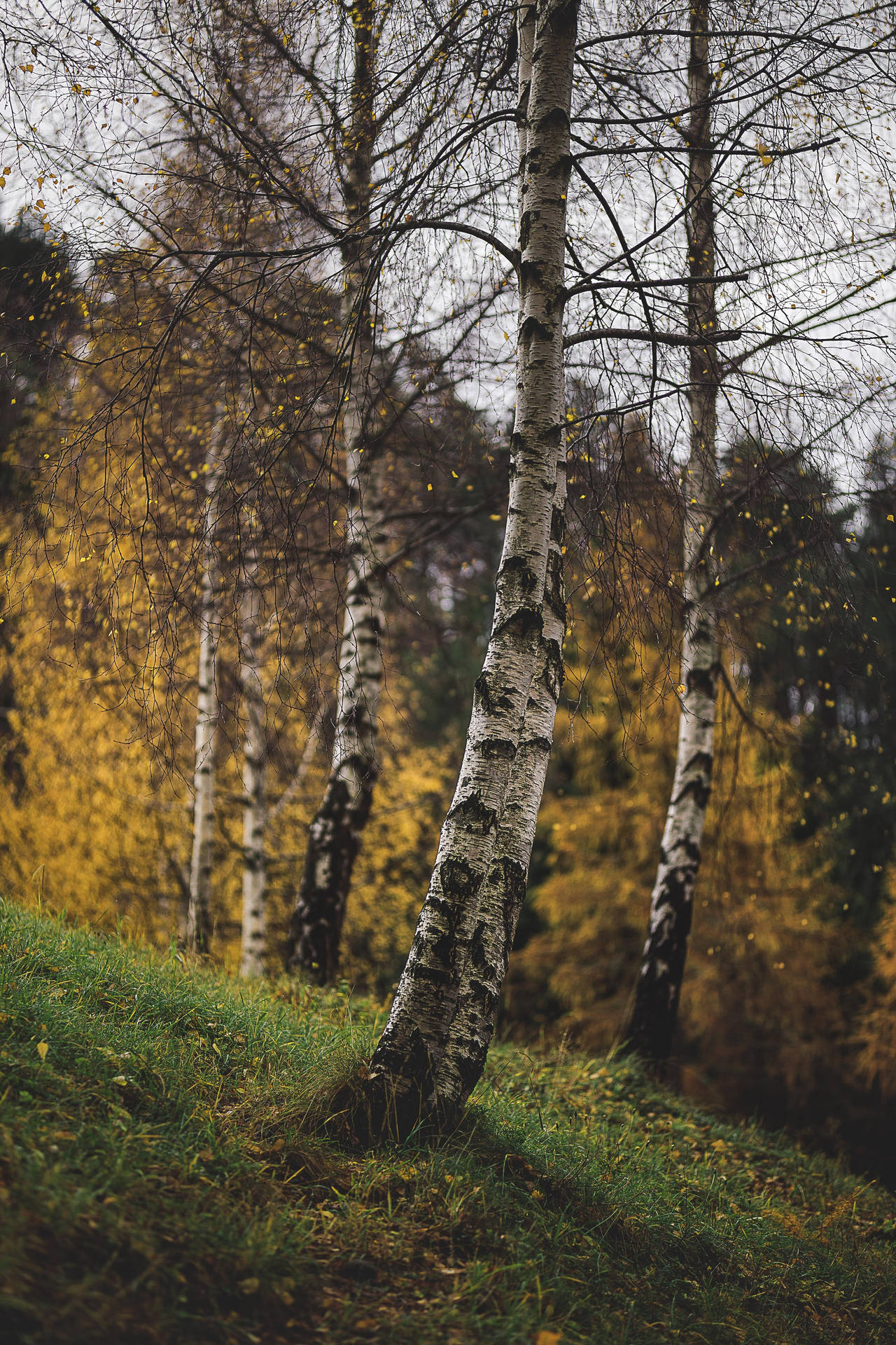 Aesthetic Nature Scenery Birch Tree Wallpaper