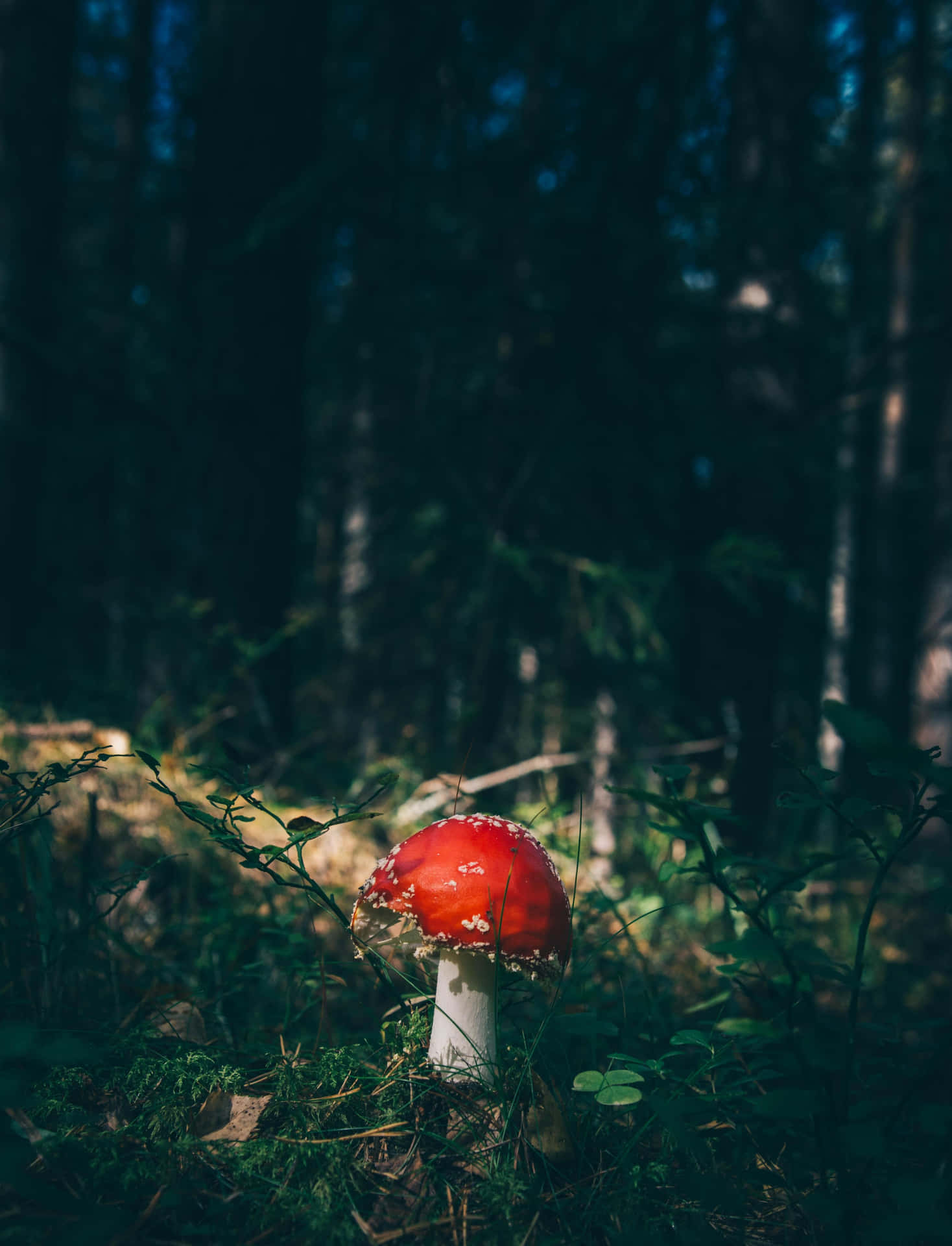 Aesthetic Nature Tumblr Wild Red Mushroom Wallpaper