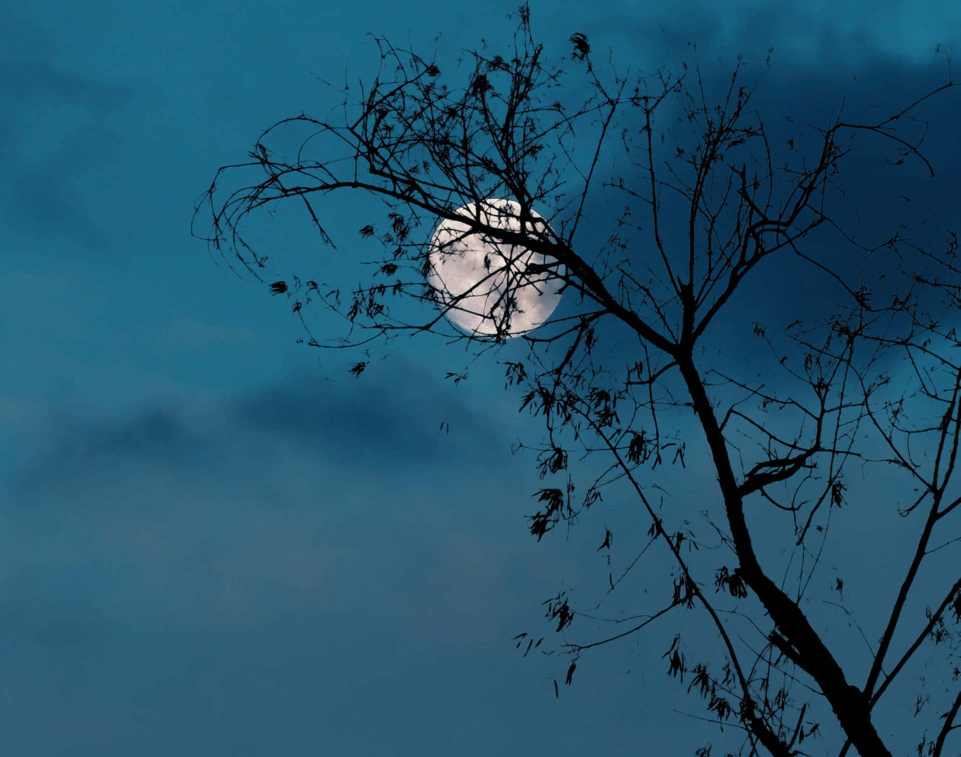 Aesthetic Night Sky With Tree Wallpaper