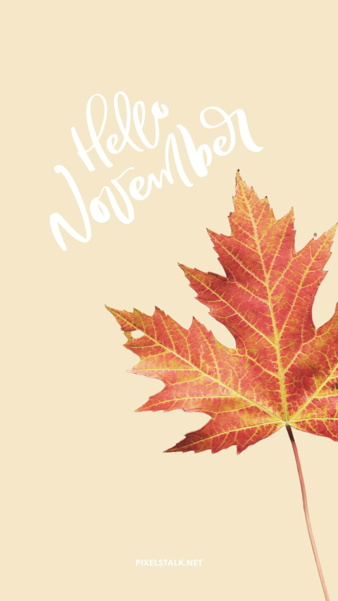 November autumn fall HD phone wallpaper  Peakpx