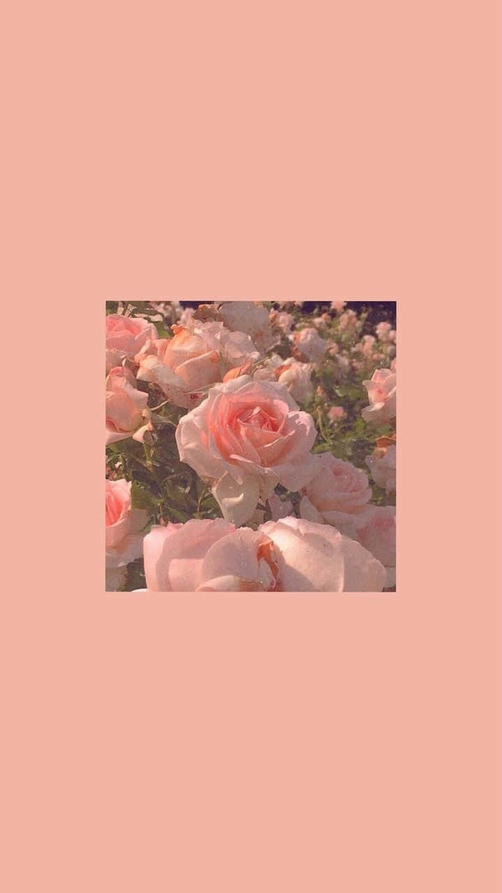 Aesthetic Roses One Color Wallpaper