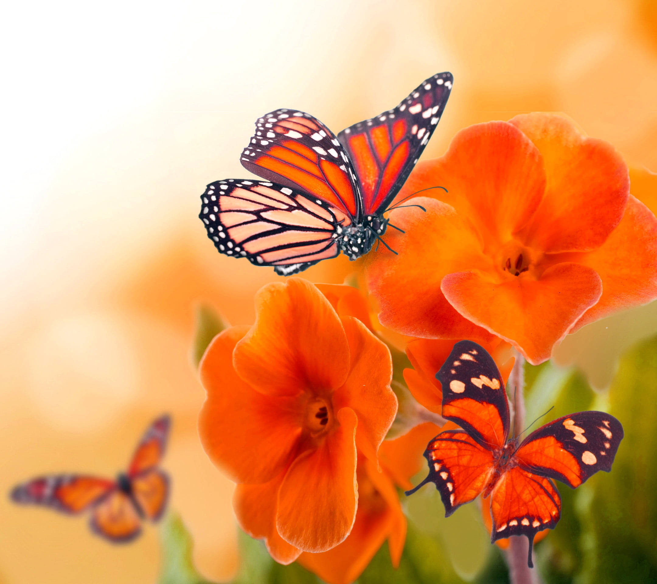 Mariposaestética Naranja Alrededor De Las Flores. Fondo de pantalla