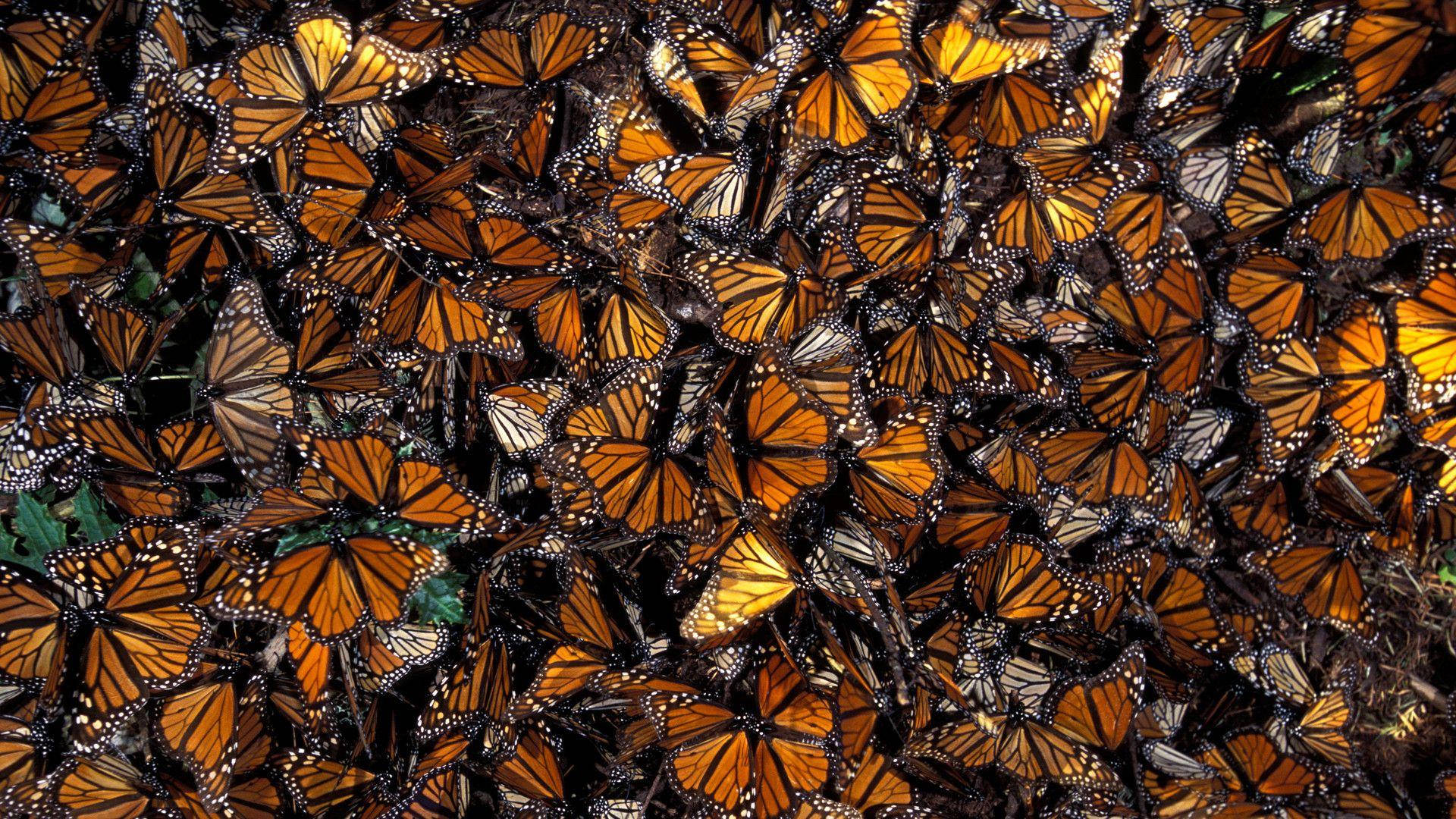 Ästhetischesorangefarbenes Schmetterlingsmotiv Bedeckt Die Oberfläche. Wallpaper