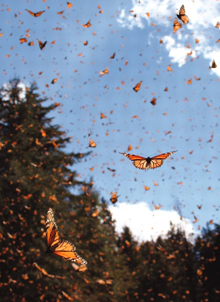Aesthetic Orange Butterfly Filling The Air Wallpaper