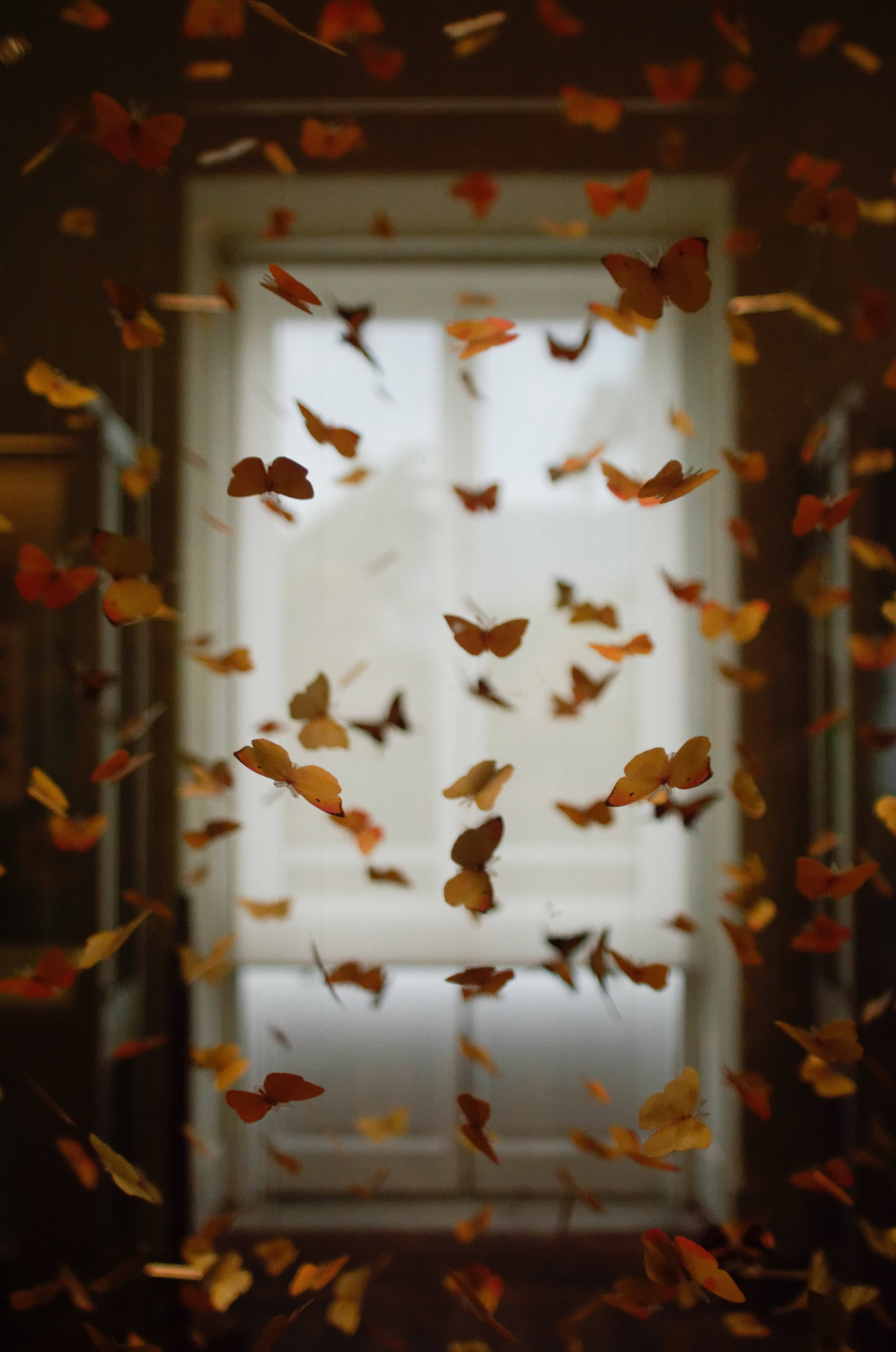 Ästhetischerorangefarbener Schmetterling Fliegt Drinnen. Wallpaper