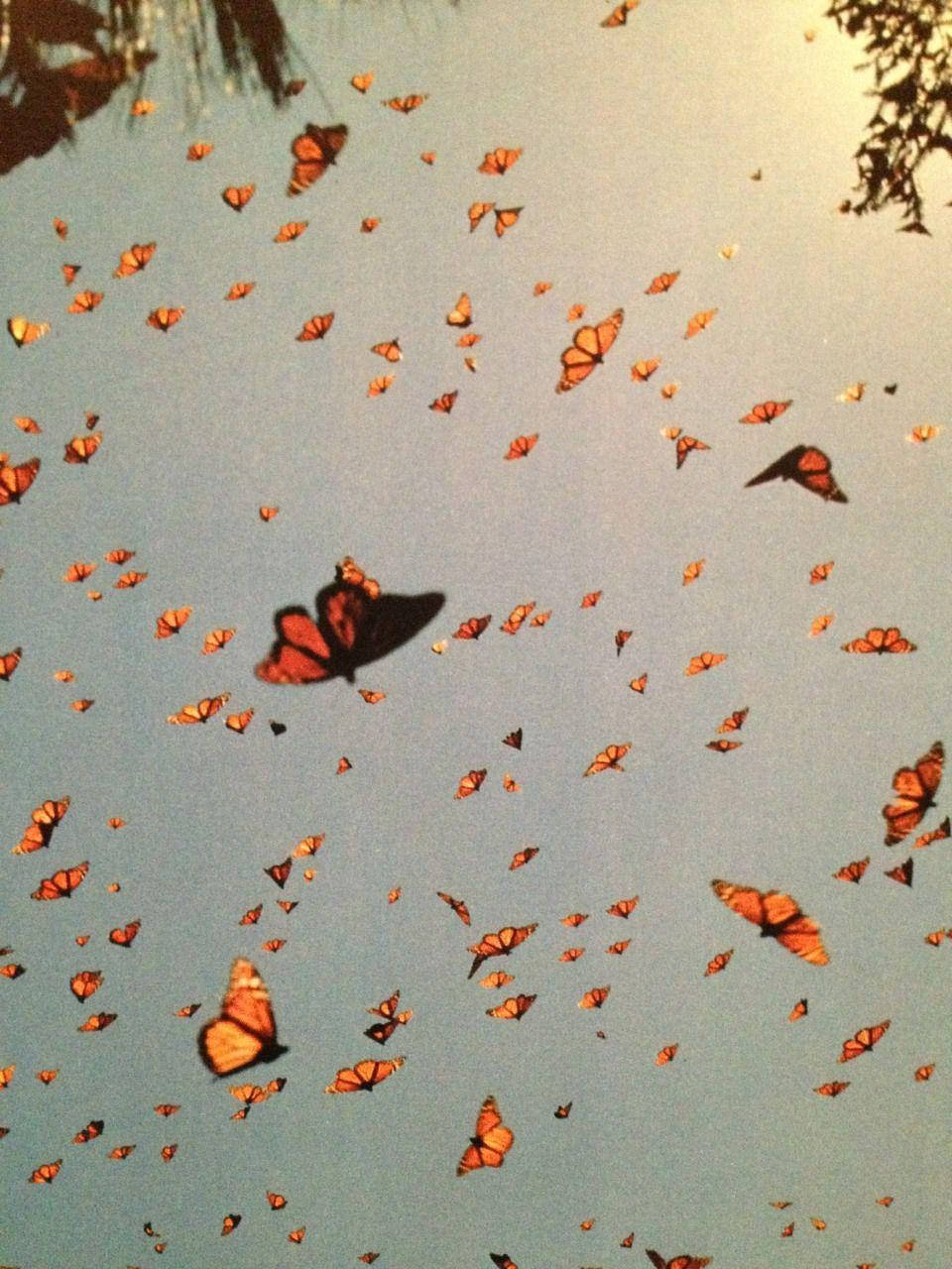 Ästhetischerorangefarbener Schmetterling Von Unten Wallpaper