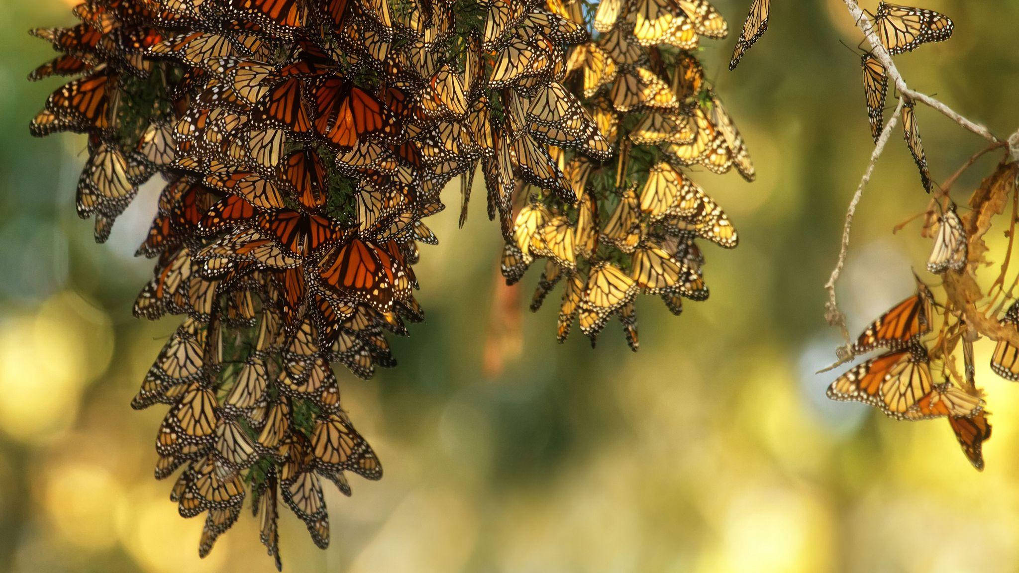 Aesthetic Orange Butterfly Hanging On Branches Wallpaper