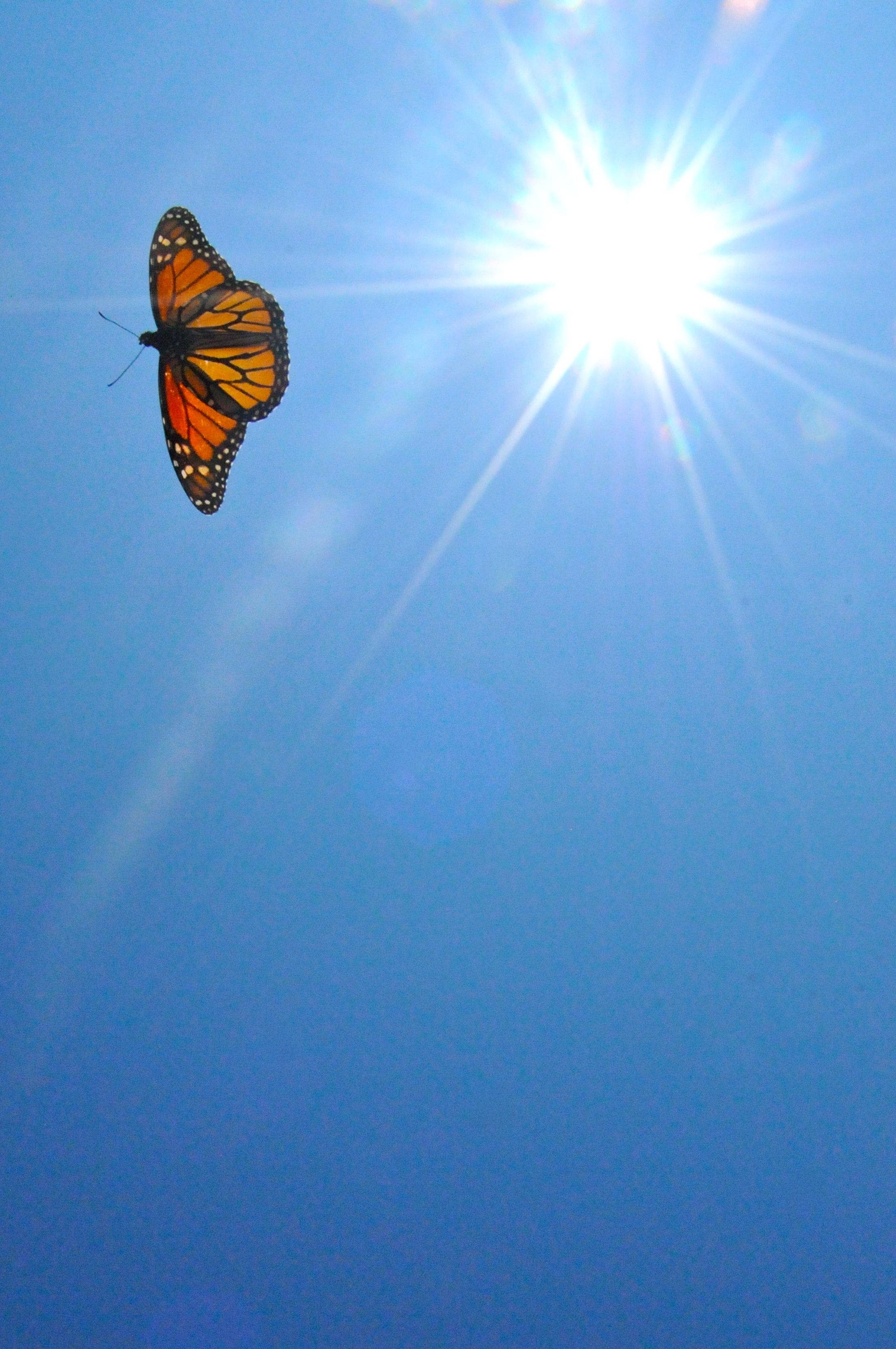 Aesthetic Orange Butterfly In The Sun Wallpaper