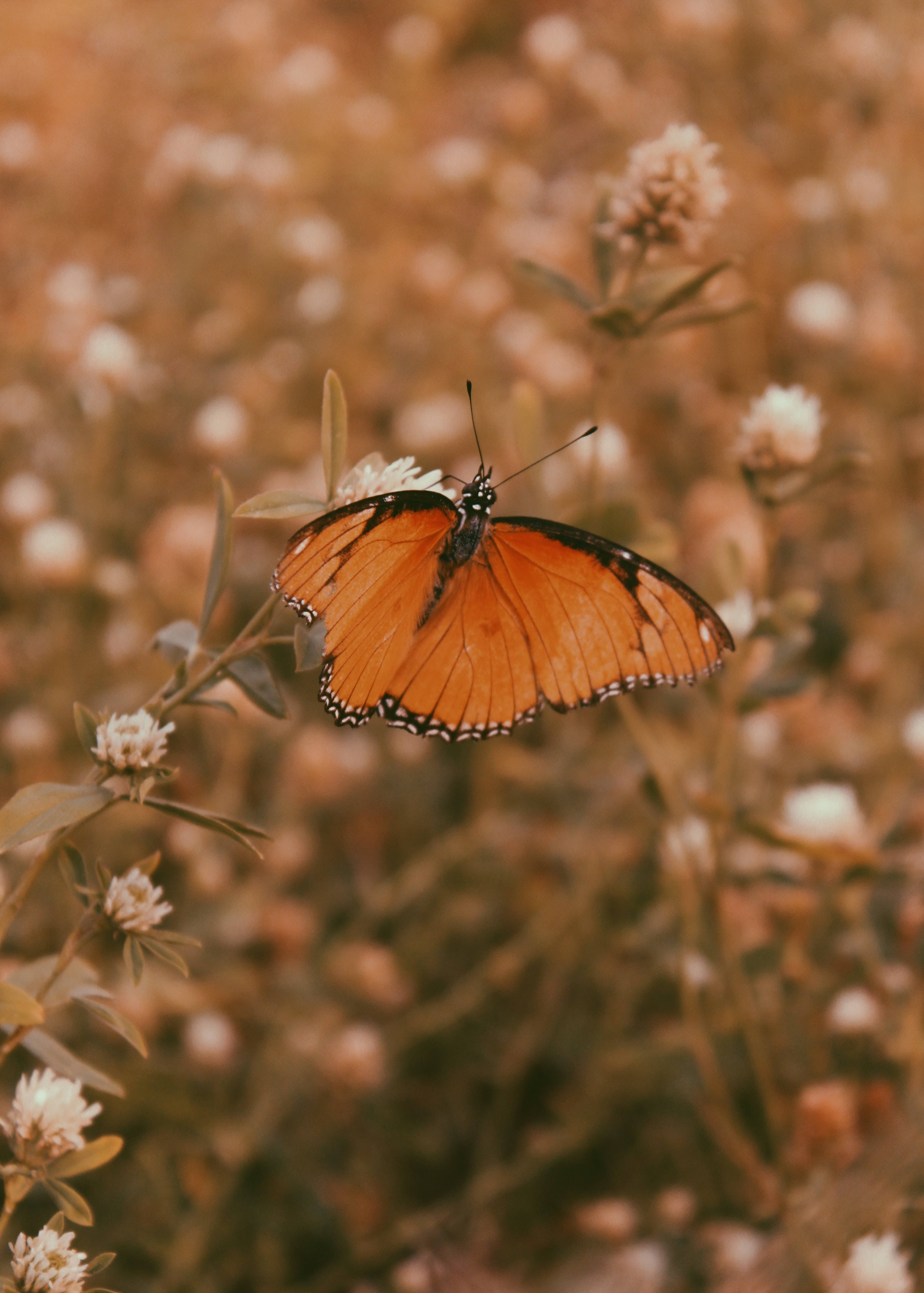 Aæstetisk orange sommerfugl på blomstret hvid baggrund Wallpaper