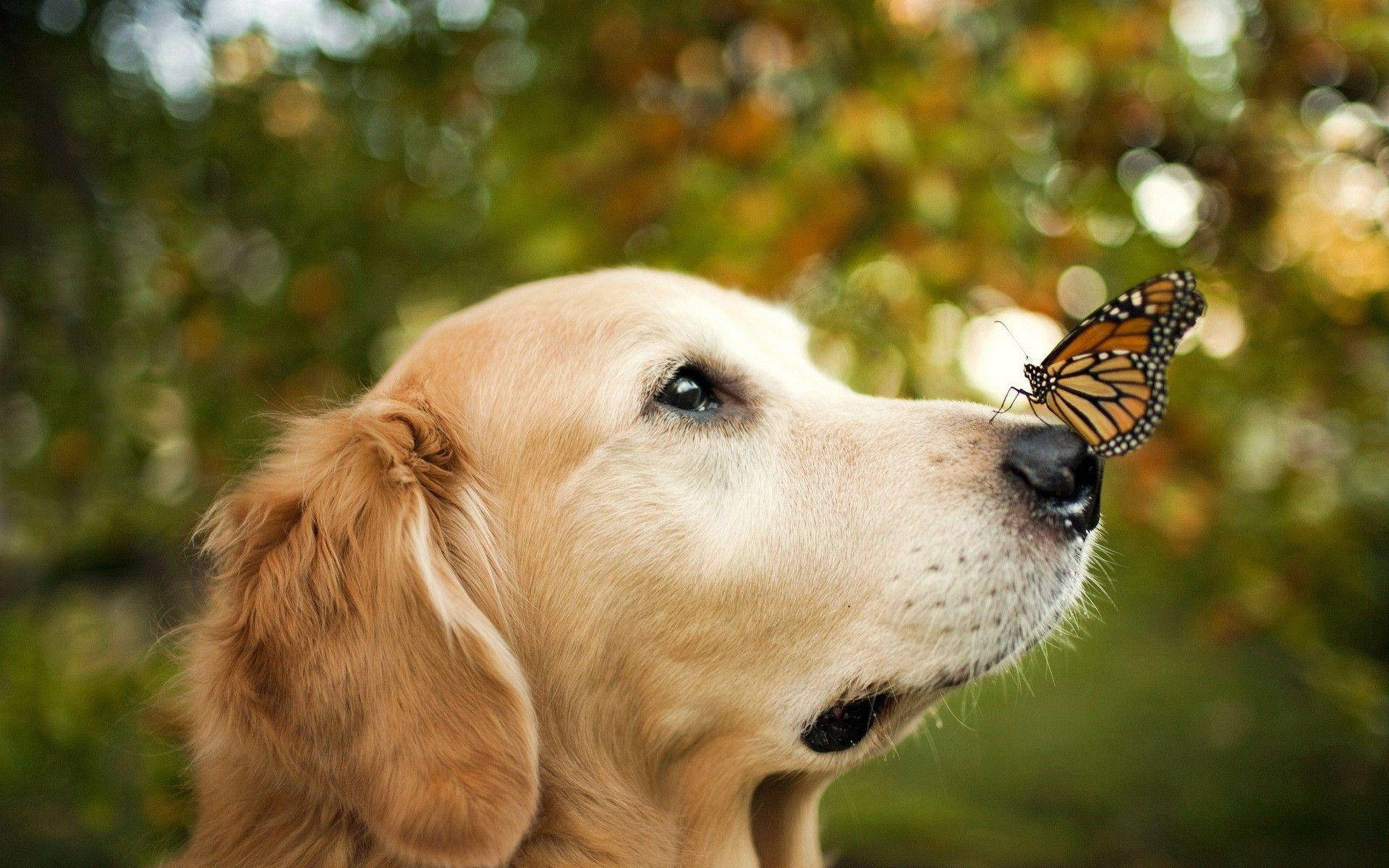 Aesthetic Orange Butterfly With Dog Wallpaper