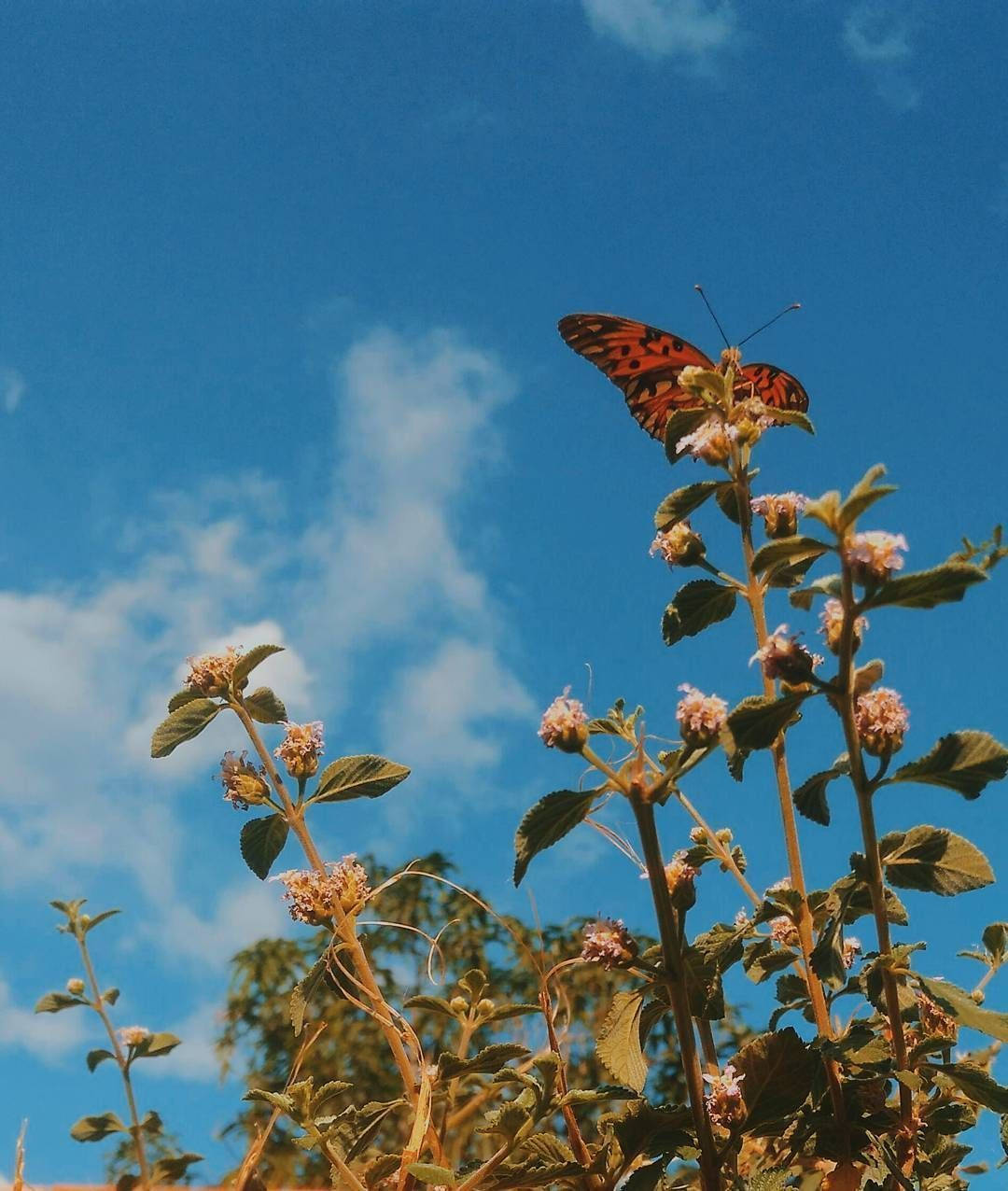 Ästhetischerorangefarbener Schmetterling Mit Lippia-blumen Wallpaper