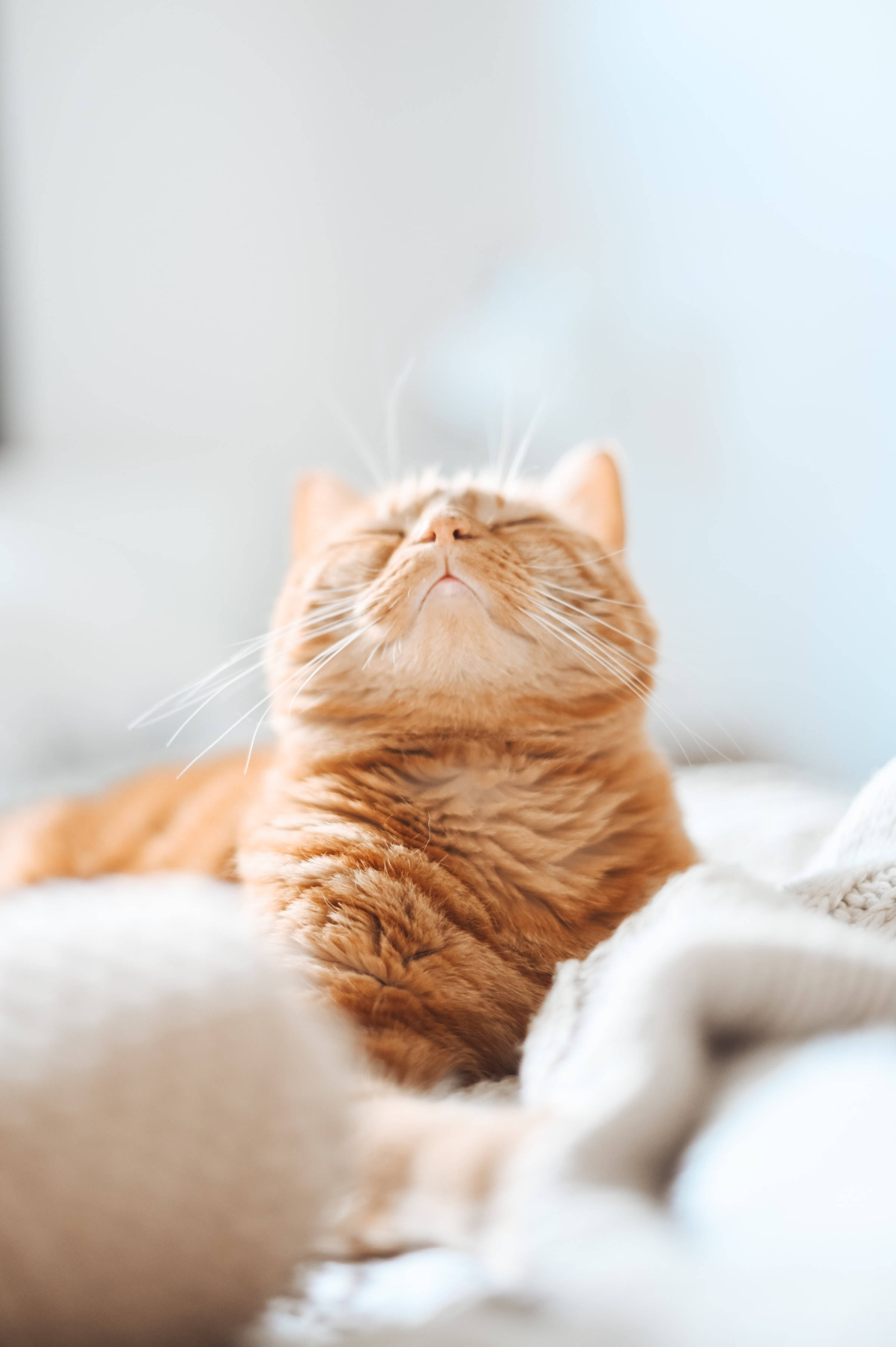 Aesthetic Orange Tabby Cat Pfp Background