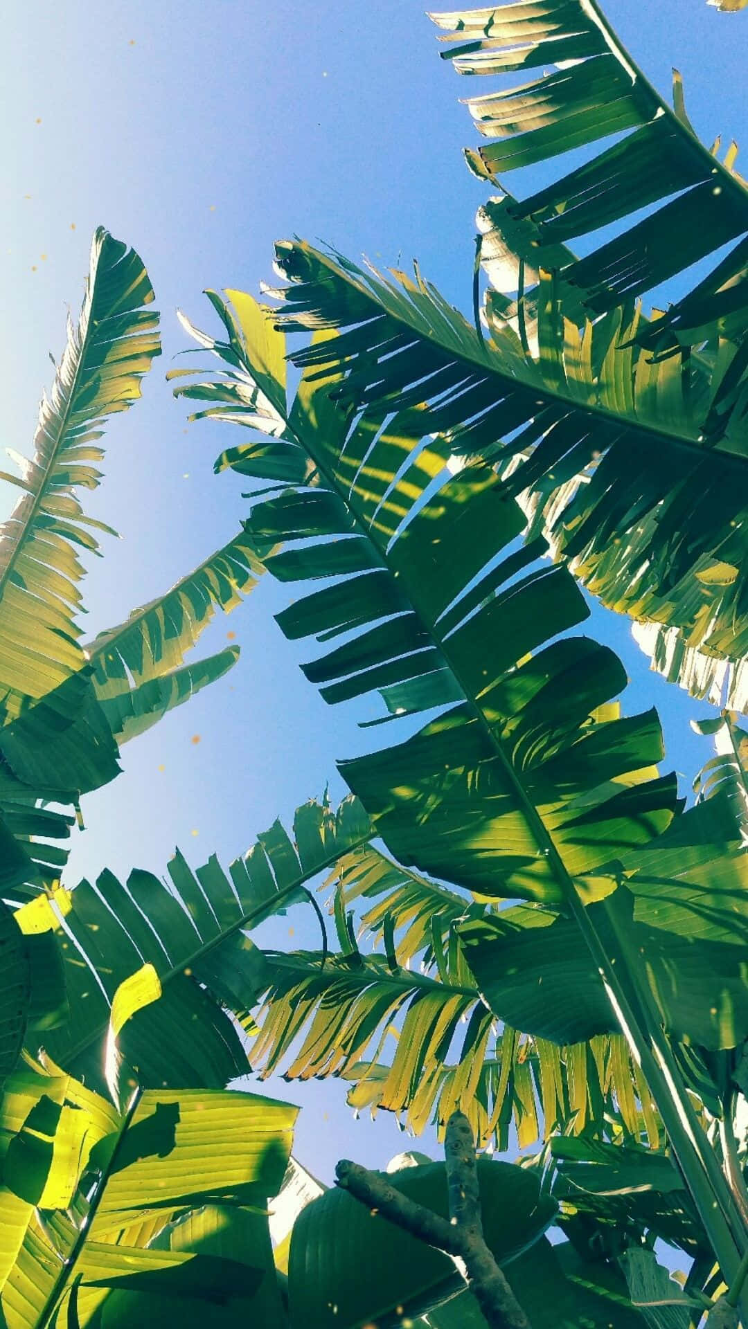 Tropischesparadies: Ästhetische Palmenblätter Wallpaper