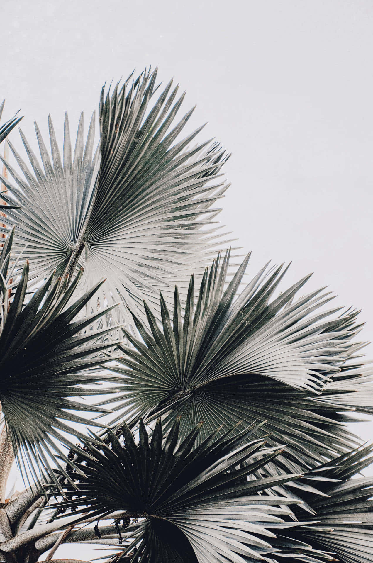 Aesthetic Palm Leaves Plain White Wallpaper