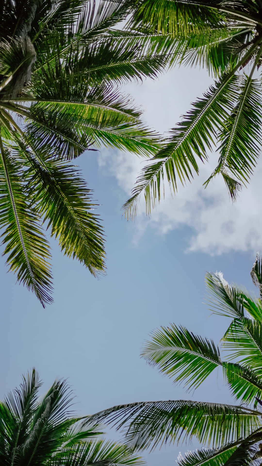 Aesthetic Palm Leaves Under Blue Sky Wallpaper