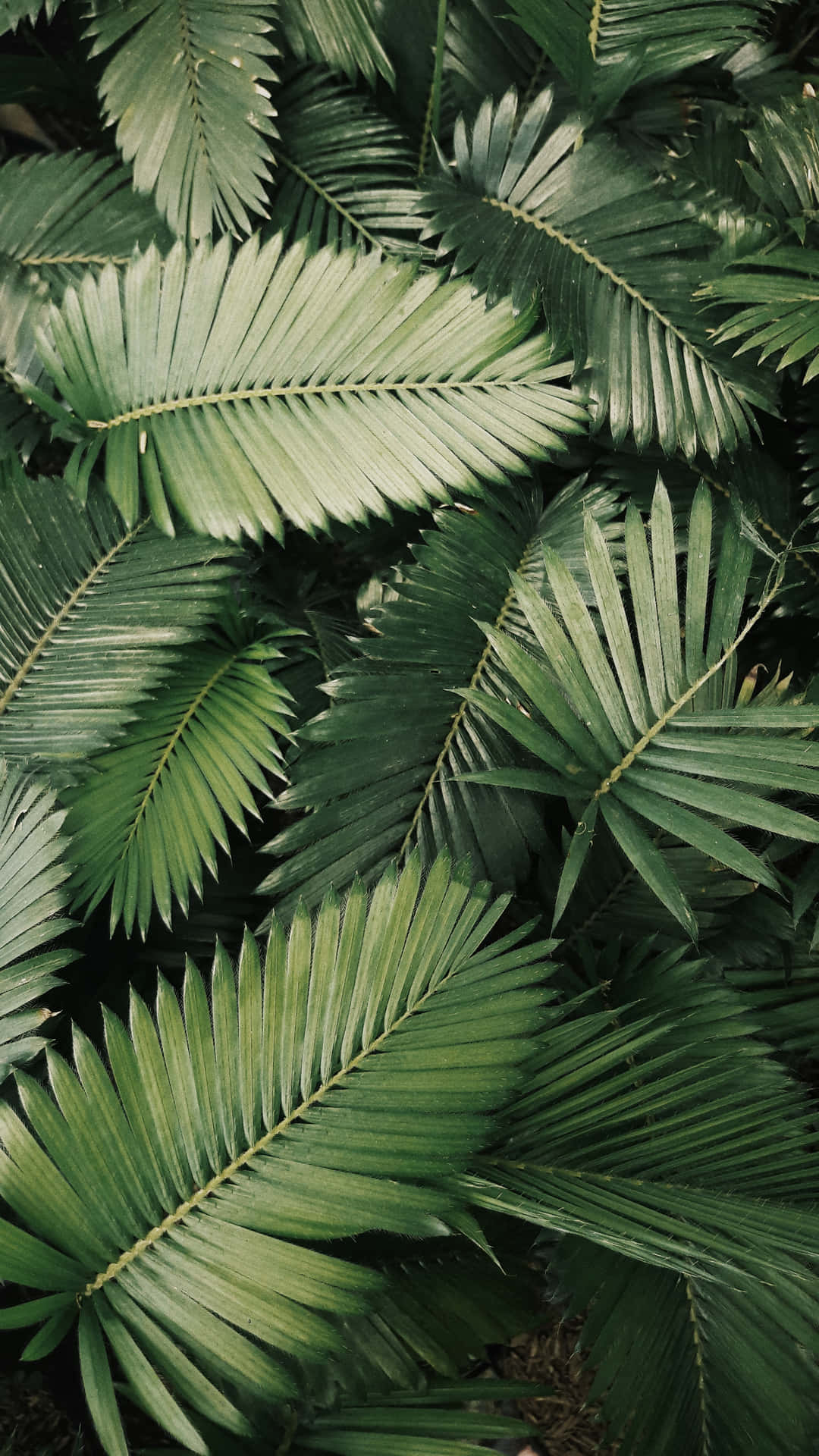 Et paradis af palmeblade, der svajer i brisen Wallpaper