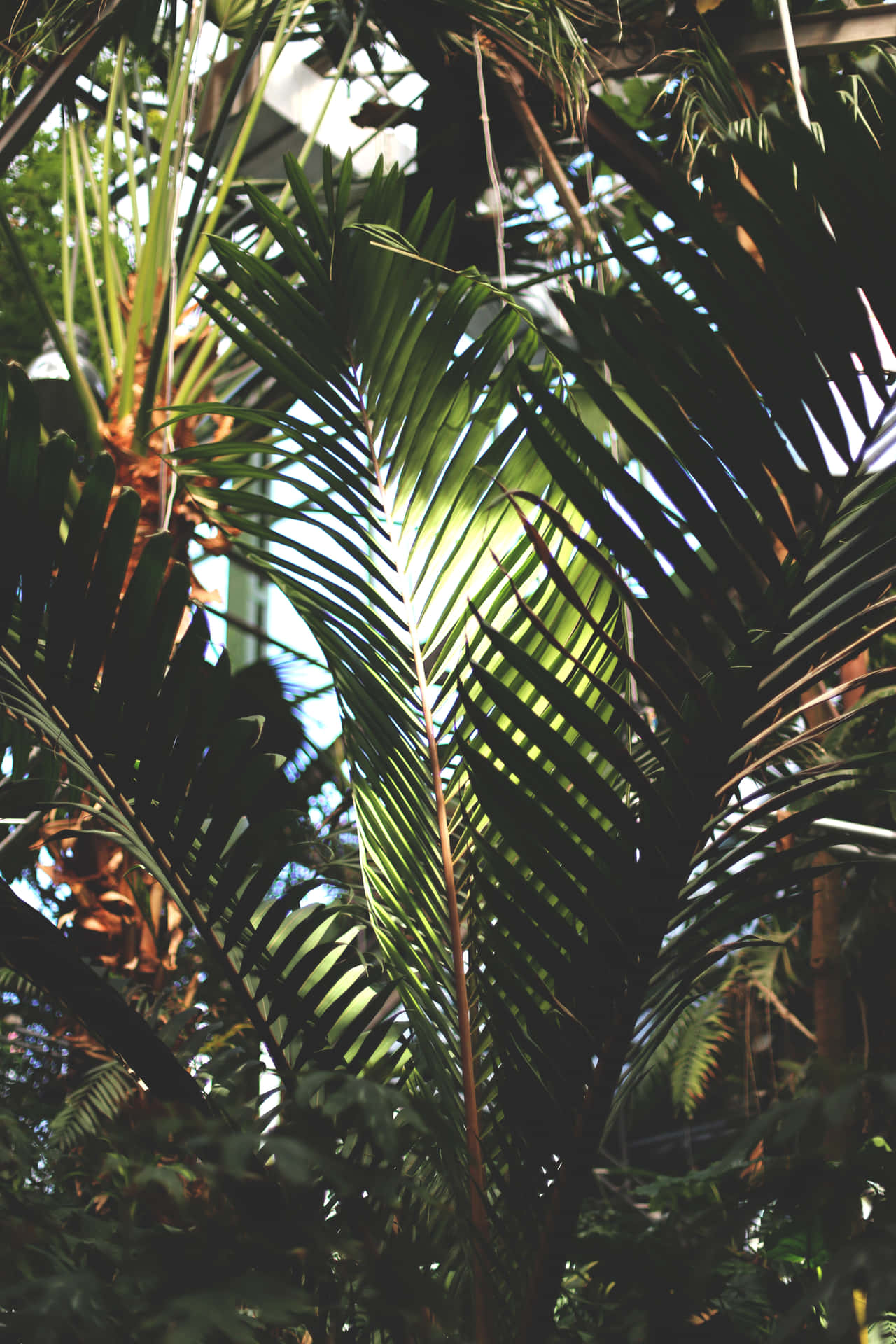 Tag et skridt tilbage fra hastværket og nyd skønheden af ​​æstetiske palmeblade. Wallpaper