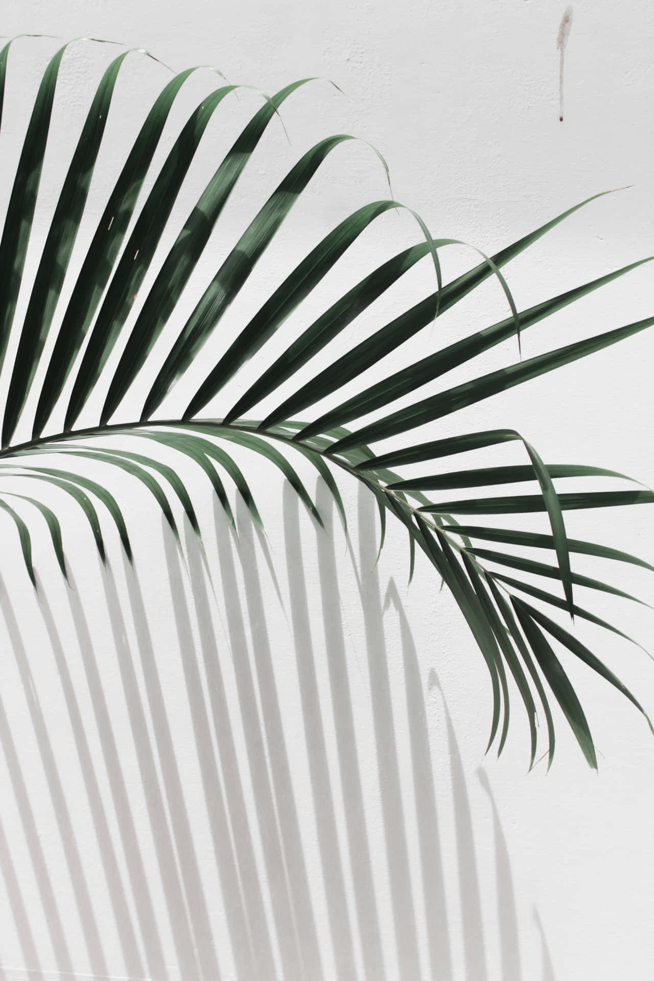 Aesthetic Palm Leaves White Wall Wallpaper