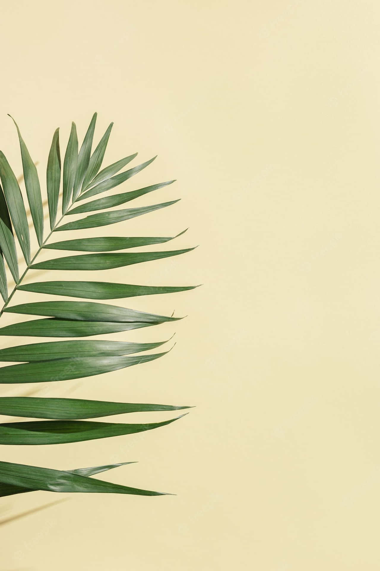 Aesthetic Palm Leaves Plain Beige Wallpaper