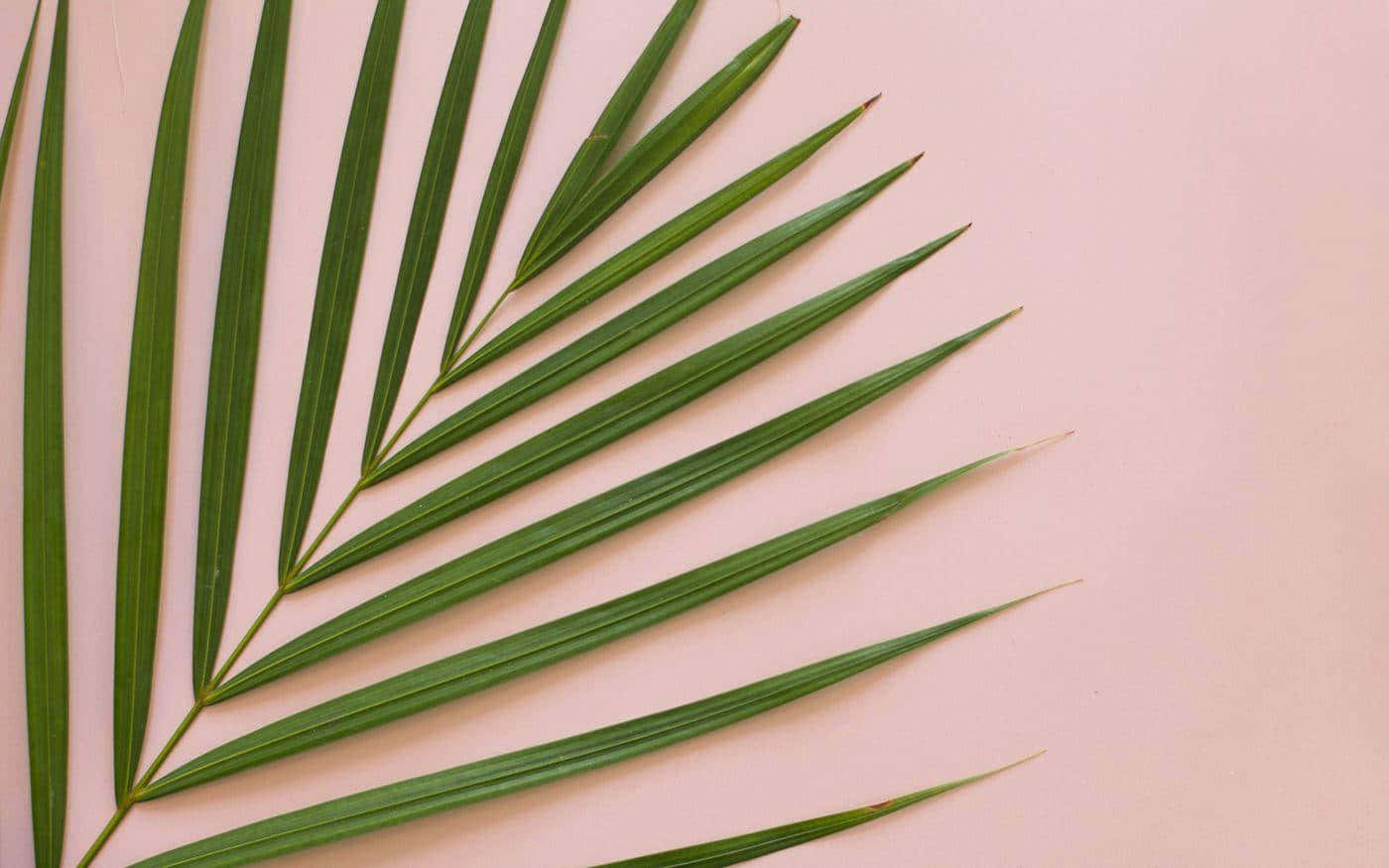 "Beautiful Palm Leaves in the Breeze" Wallpaper
