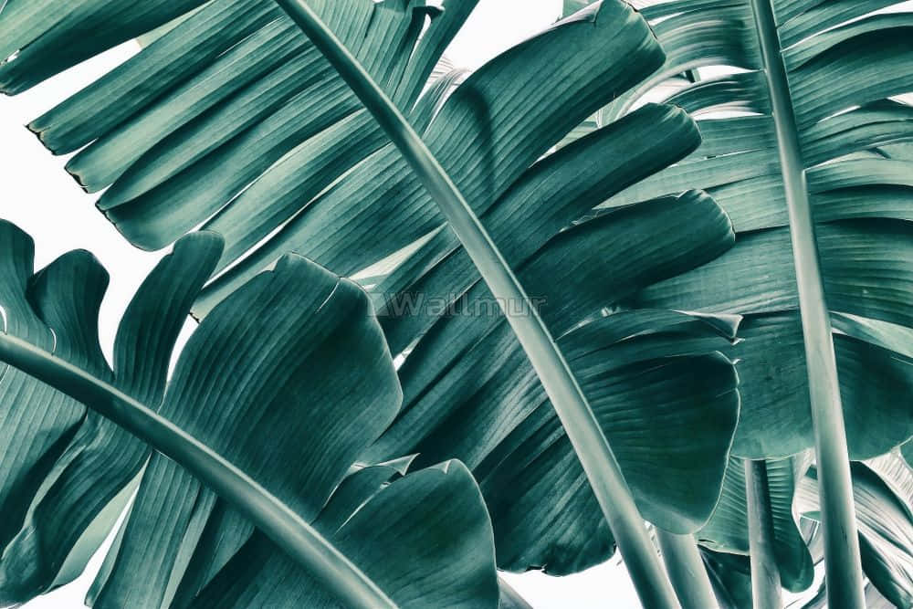 A Green Tropical Leaf On A White Background Wallpaper