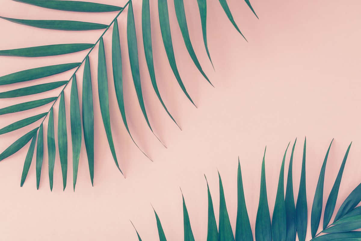 Slap og nyd naturens skønhed med æstetiske palmeblade tapet. Wallpaper