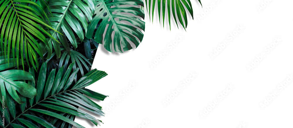 Hojasde Palmeras Tropicales En Una Estética Vívida Fondo de pantalla