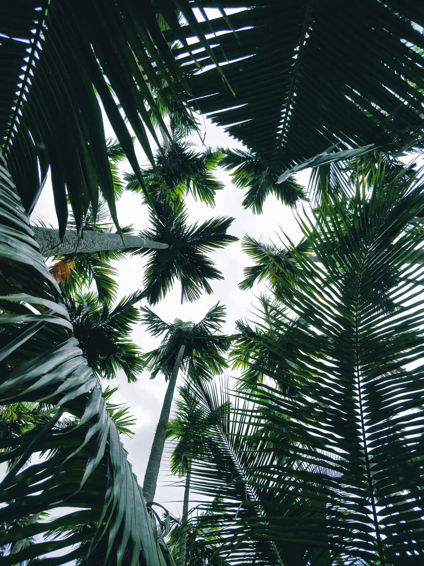 Aesthetic Palm Leaves In Jungle Wallpaper