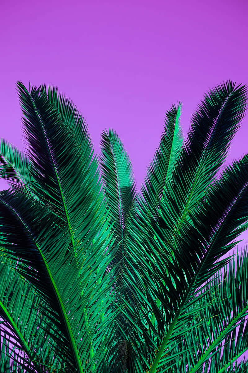 Palm Tree With Purple Sky Wallpaper