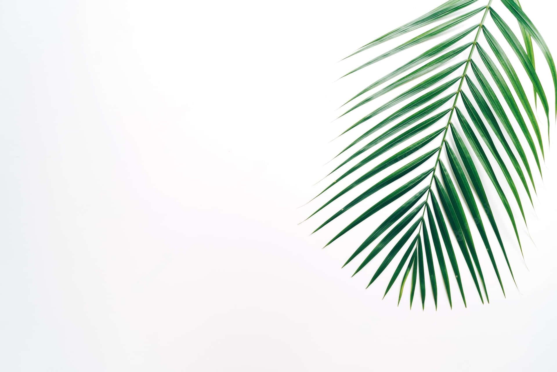 Tropisk paradis - Eksotisk Æstetisk Palm Blade Tapet Wallpaper