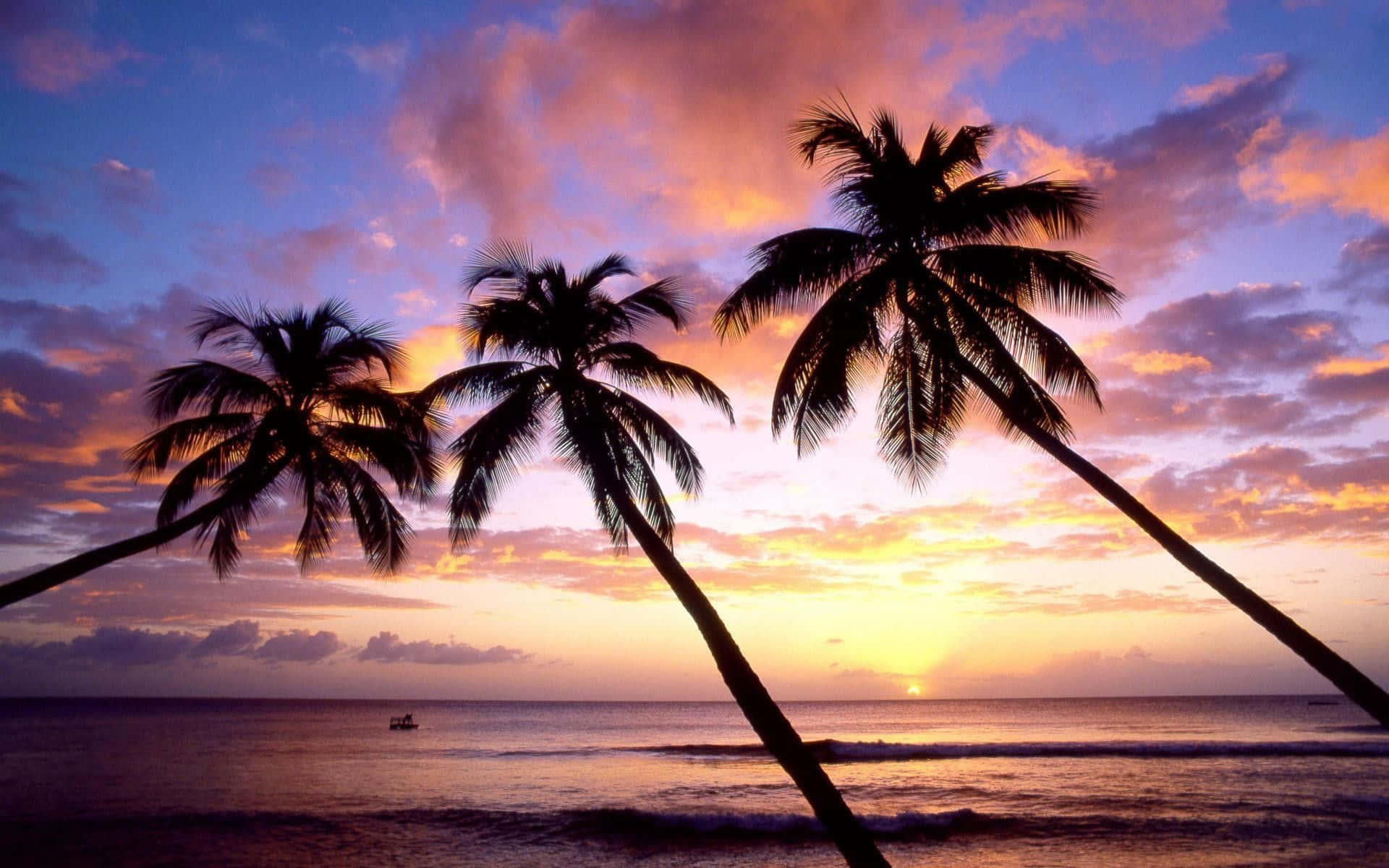 Tre palmer er skitseret mod en solnedgang himmel Wallpaper