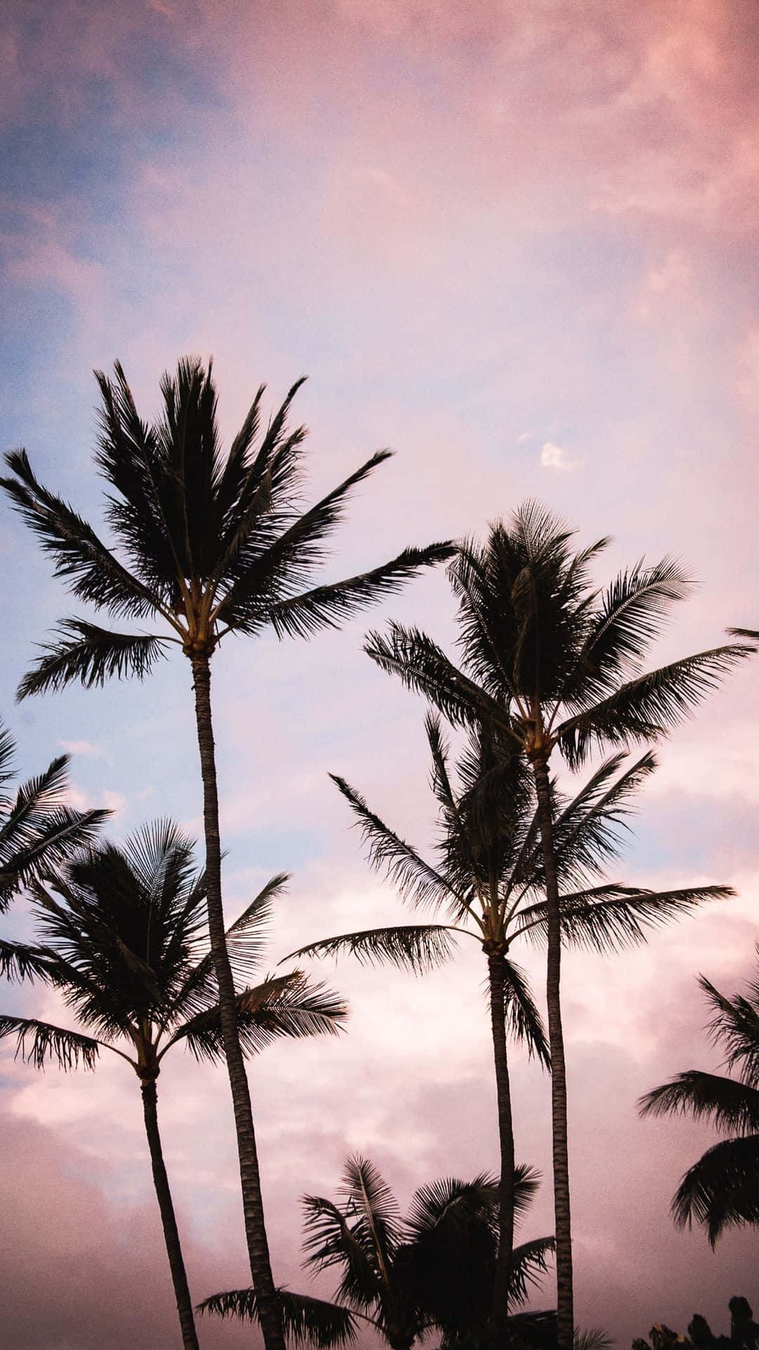 Billede Æstetisk Palm Tree i en Rolig Strand Landskab Wallpaper