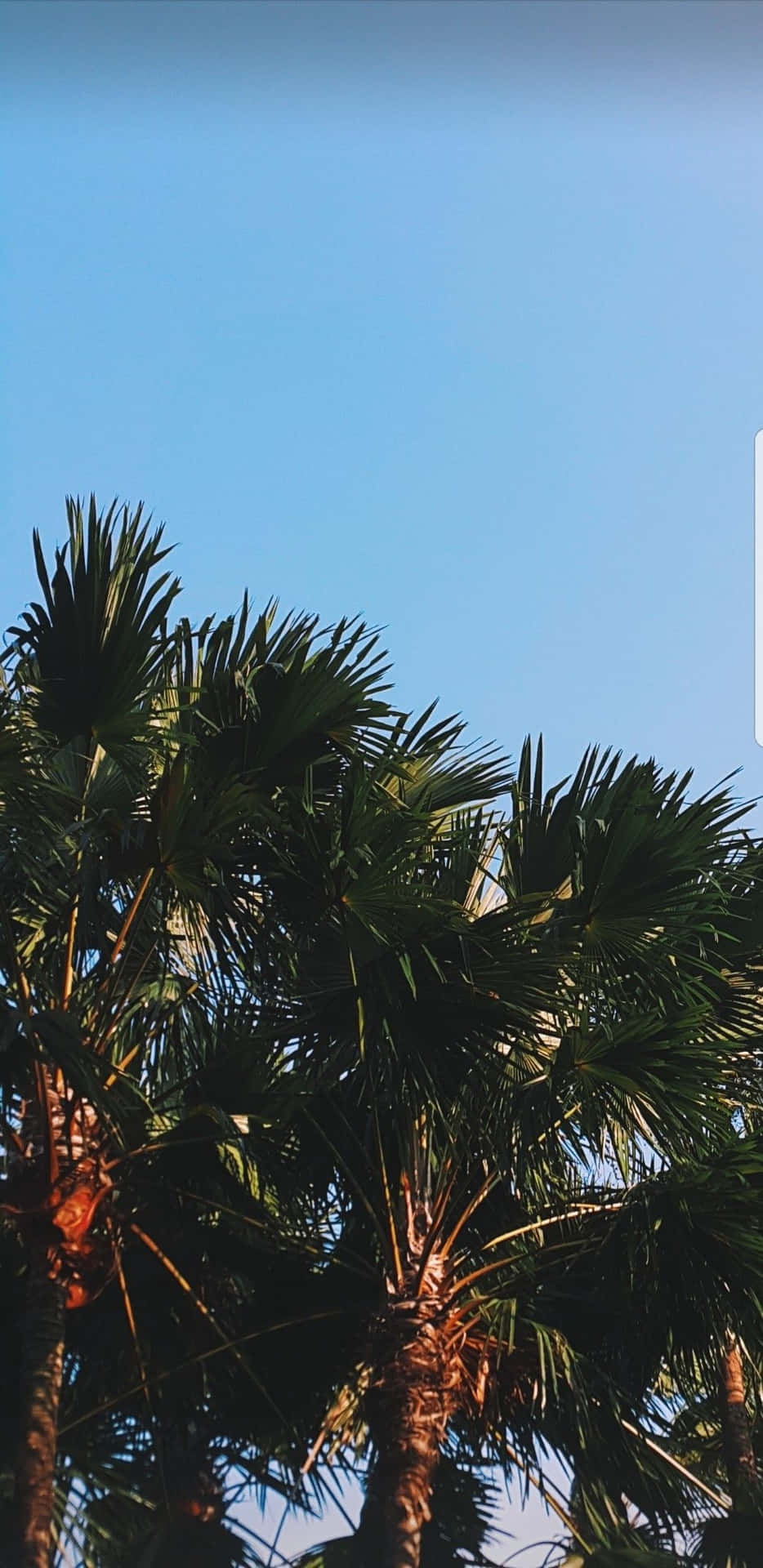 En palme med et skilt der siger 