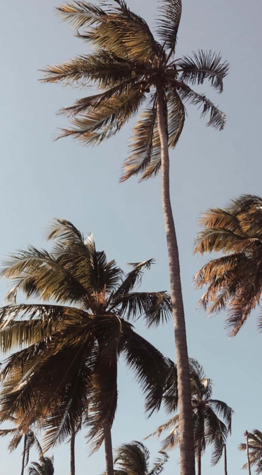 En tropisk sommerdag med en malerisk palme skylinje. Wallpaper