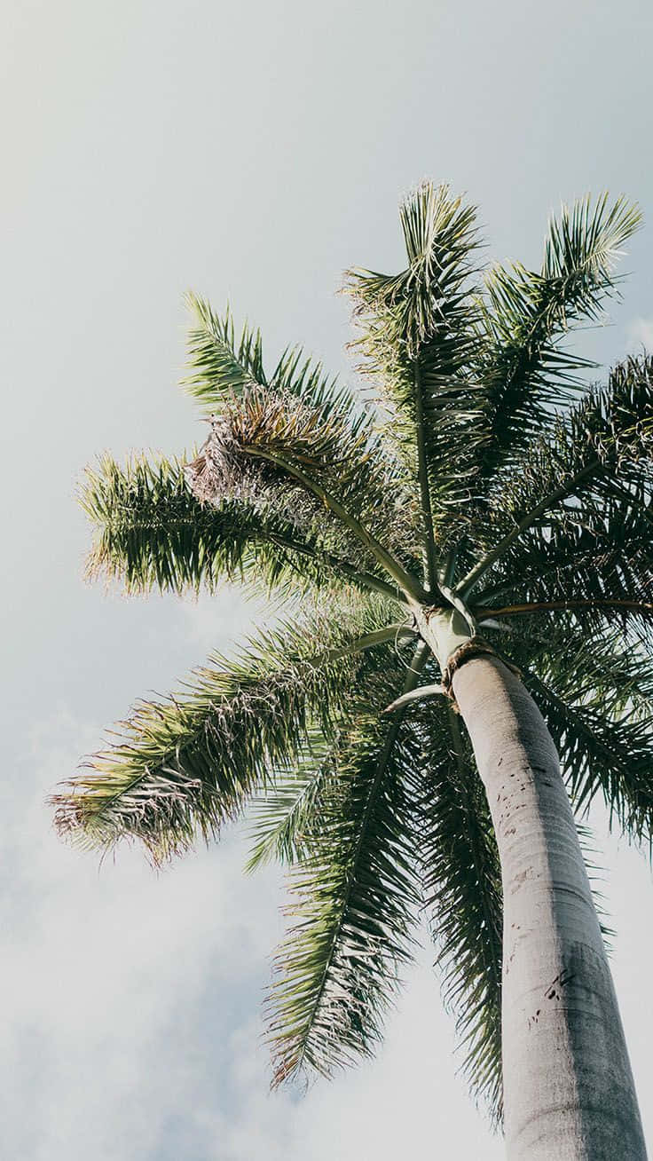 Æstetisk udsigt til en palme i sommer eftermiddagen. Wallpaper