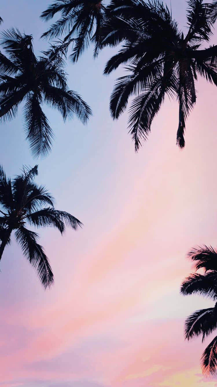 Einelebhafte Malerische Aussicht Auf Einen Strand Mit Einer Ästhetischen Palme Im Vordergrund Wallpaper