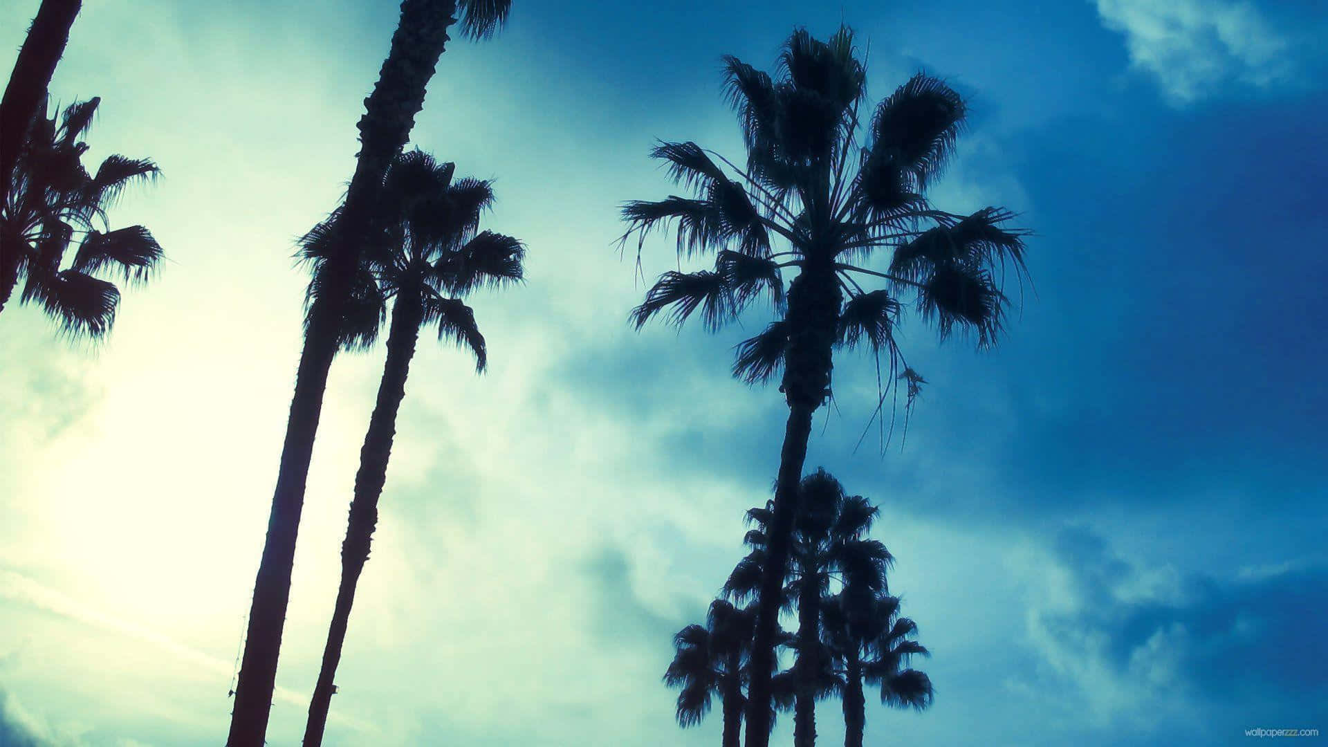 An Aesthetic Palm Tree Silhouette Wallpaper