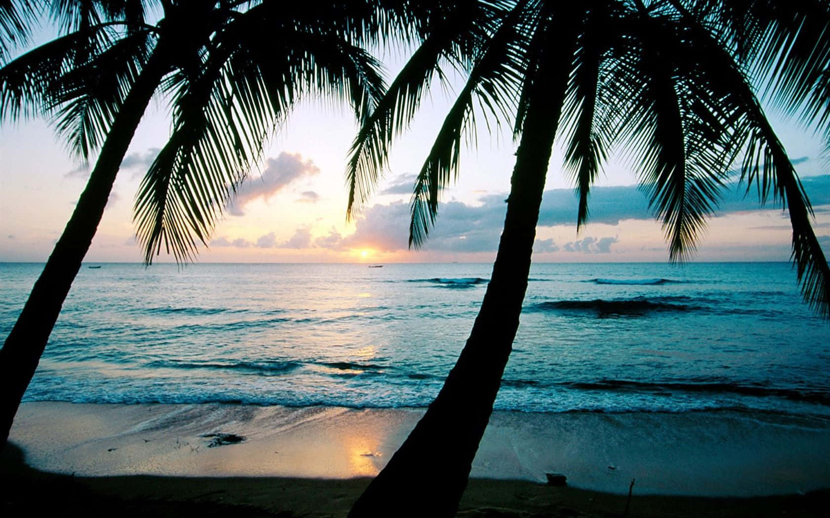Unaestética Tranquila De Playa Con Una Imponente Palmera Que Se Eleva Hacia El Cielo. Fondo de pantalla