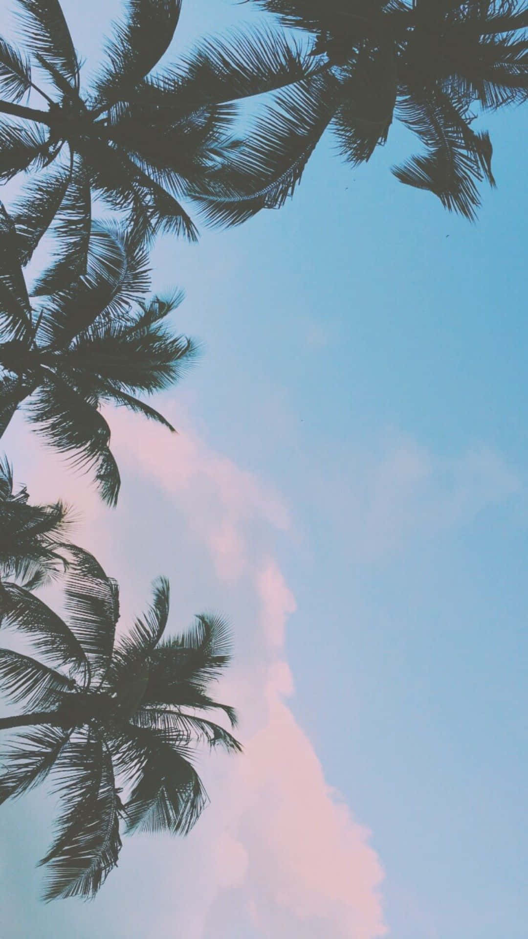 Afslap med en fredfyldt havudsigt med en smuk æstetisk palme træ. Wallpaper