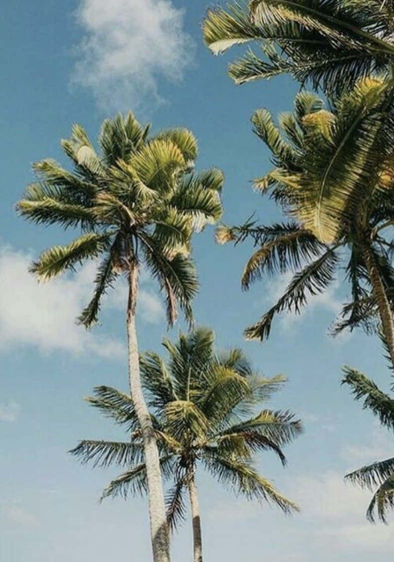 Et æstetisk udsyn af en palme Strand. Wallpaper
