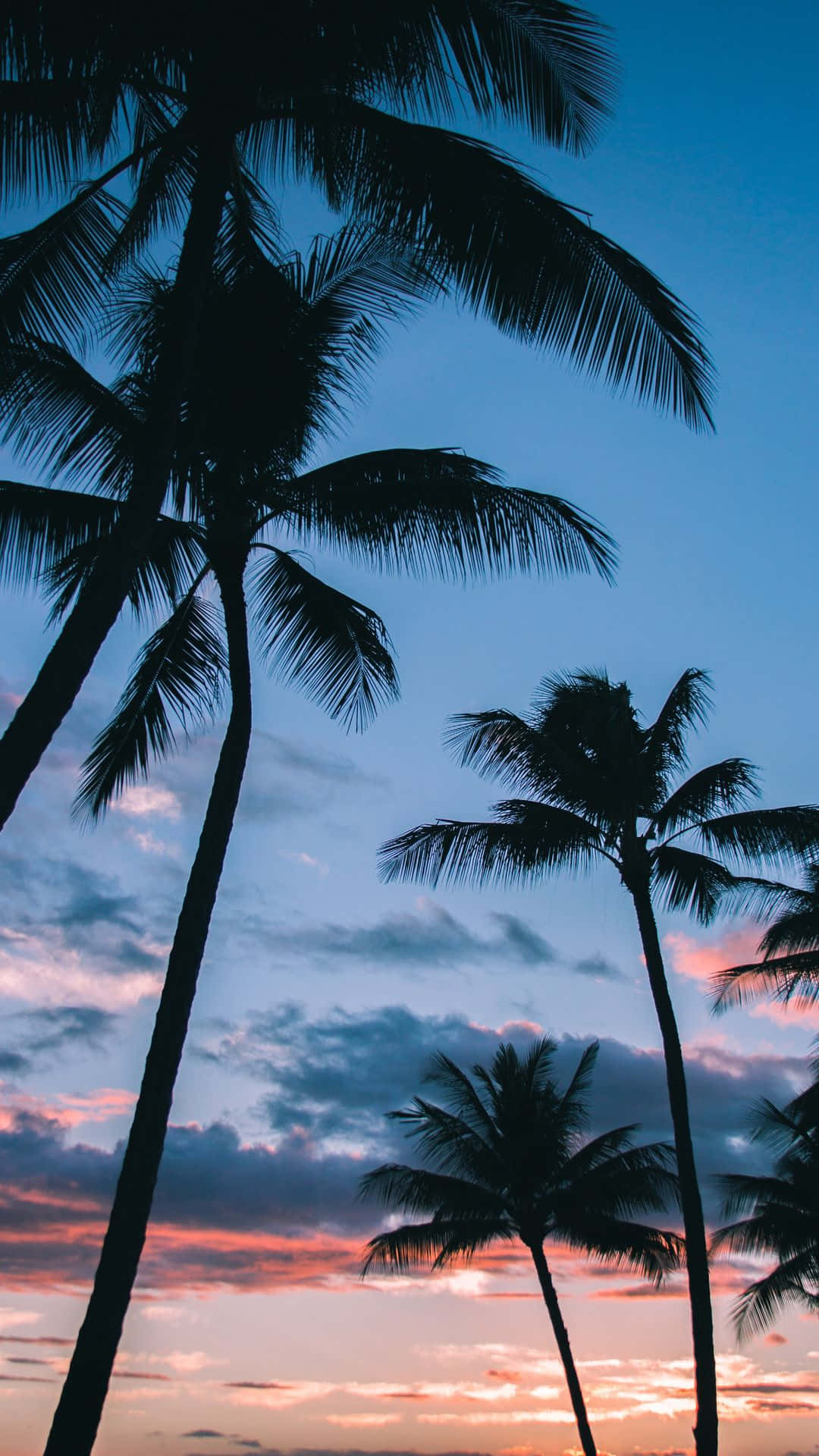 Sunset Palm Trees Silhouette Minimalist Art 4K Wallpaper iPhone HD Phone  #6971k