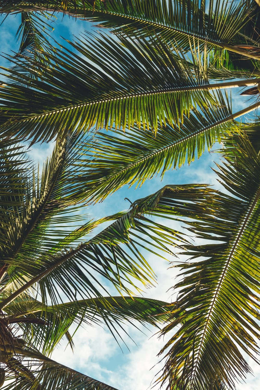 Aesthetic Palm Tree on a Serene Beach Wallpaper